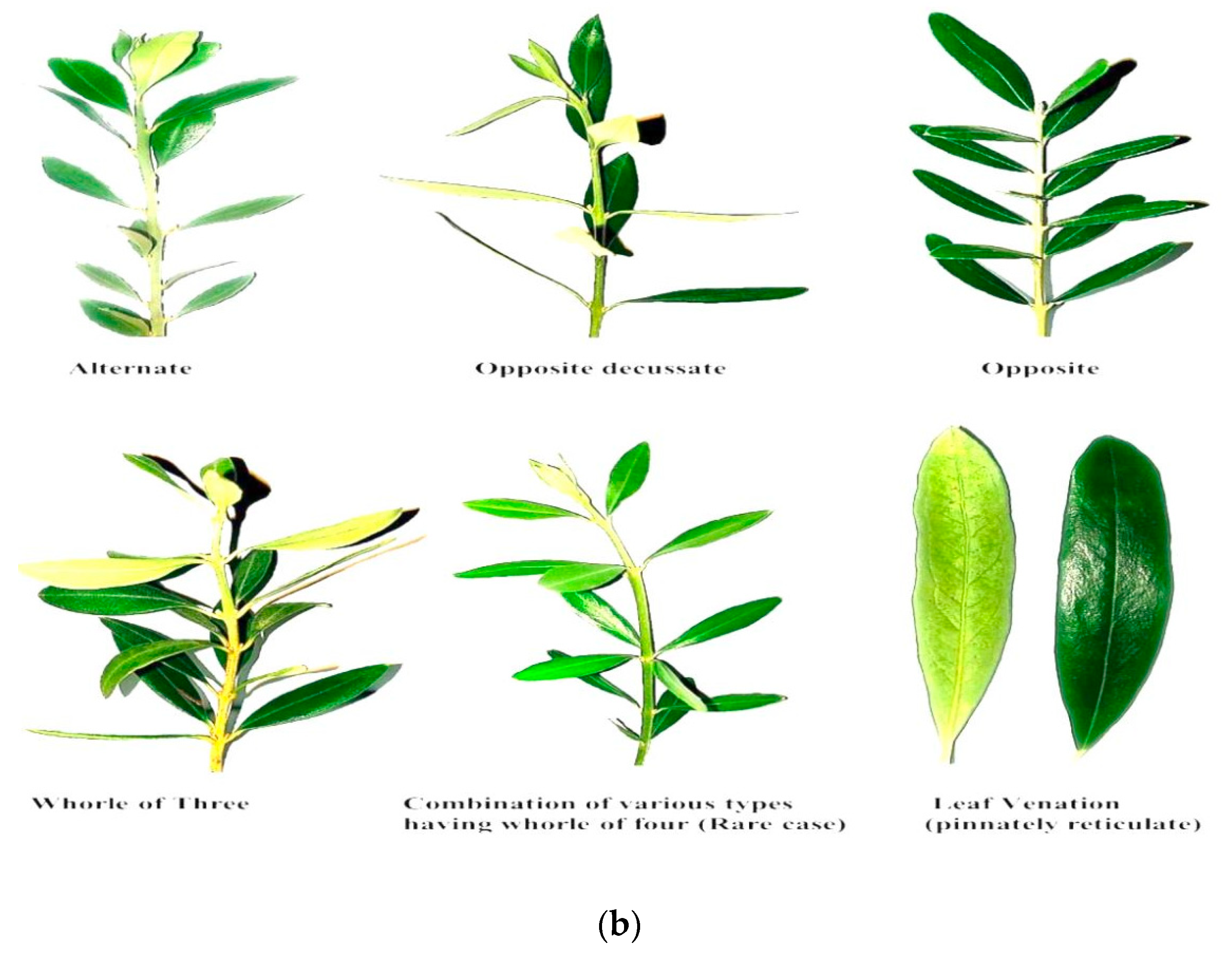 Horticulturae 09 00696 g007b