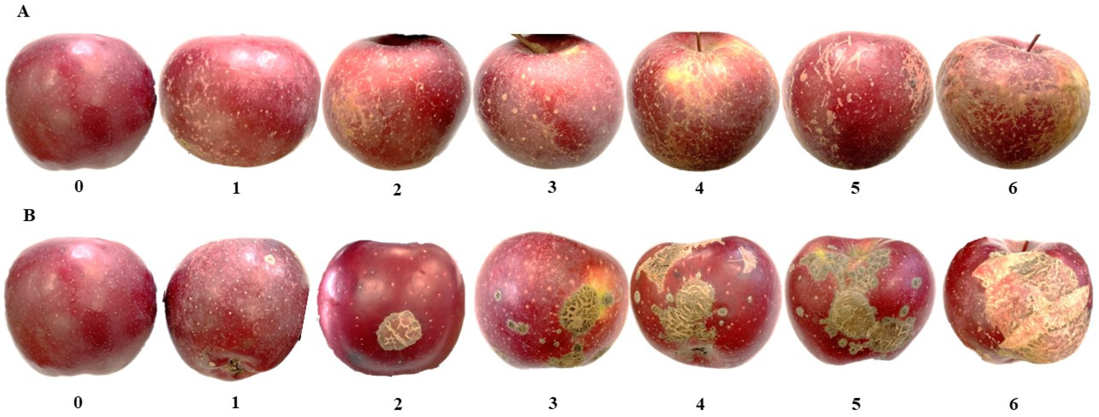 Horticulturae 09 00707 g001