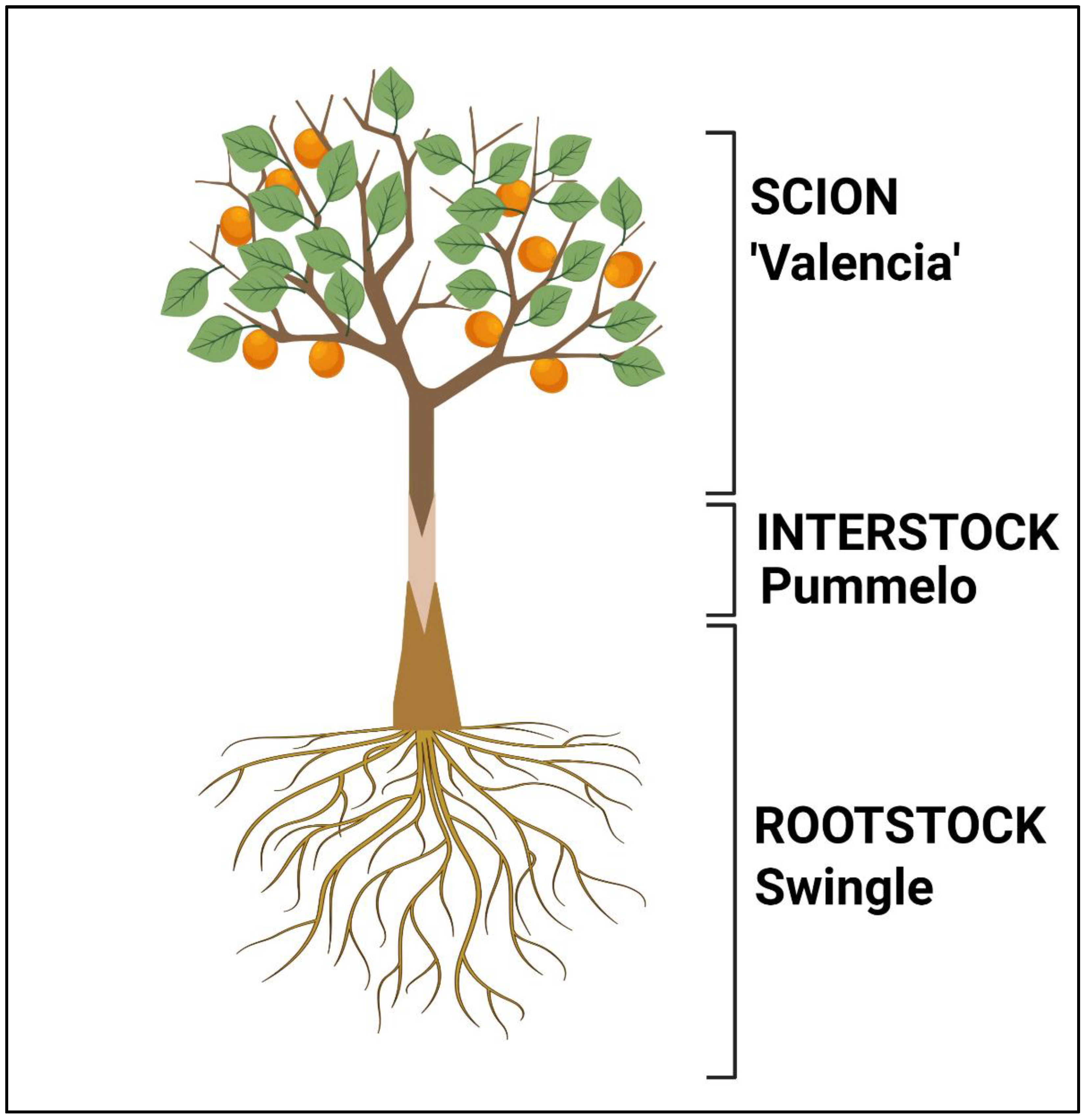Horticulturae 09 00719 g001 Horticulturae 09 00719 g001