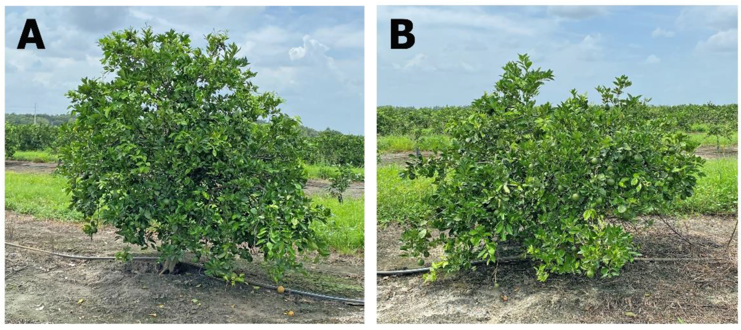 Horticulturae 09 00719 g005 Horticulturae 09 00719 g005