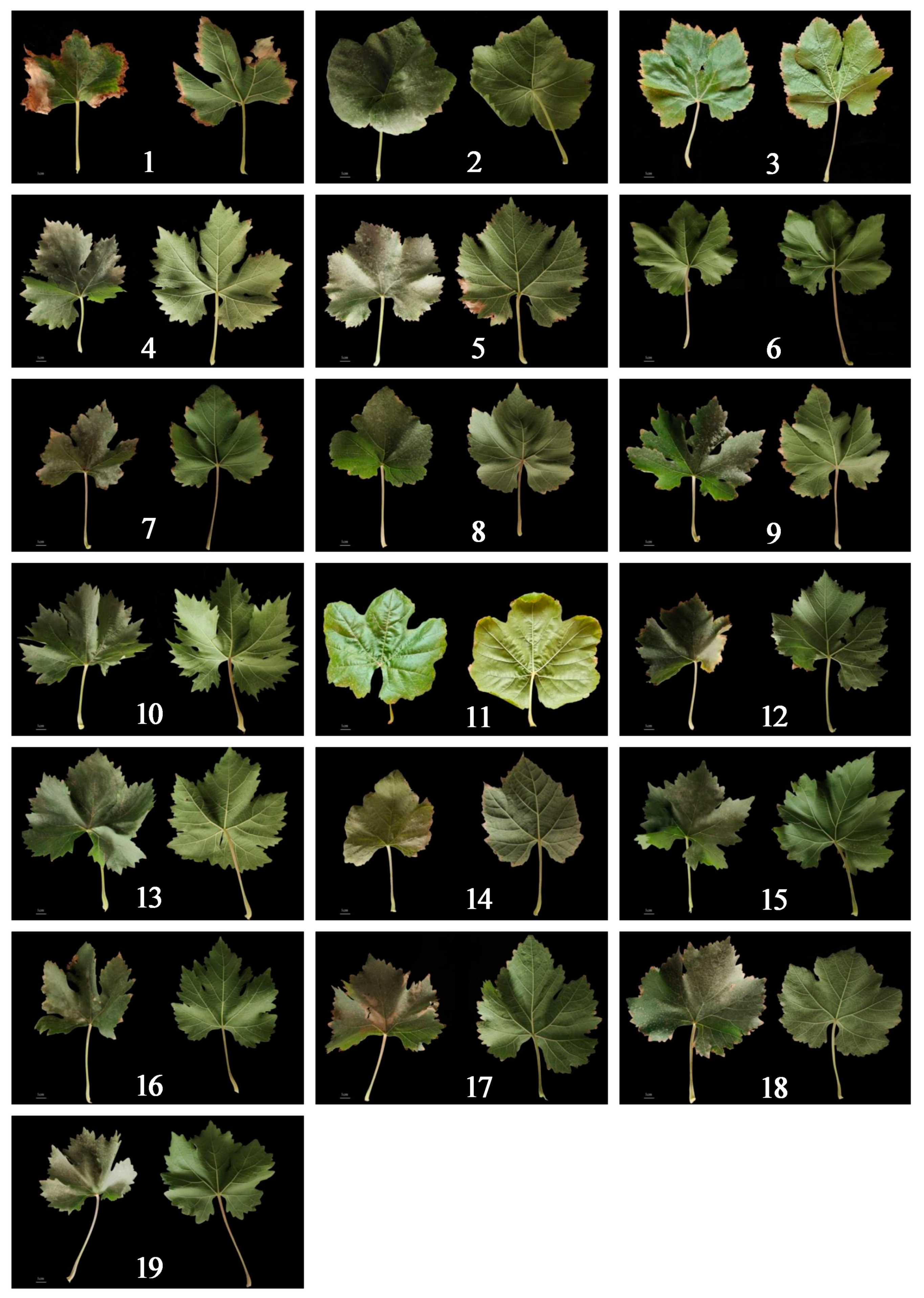 Horticulturae 09 00731 g002