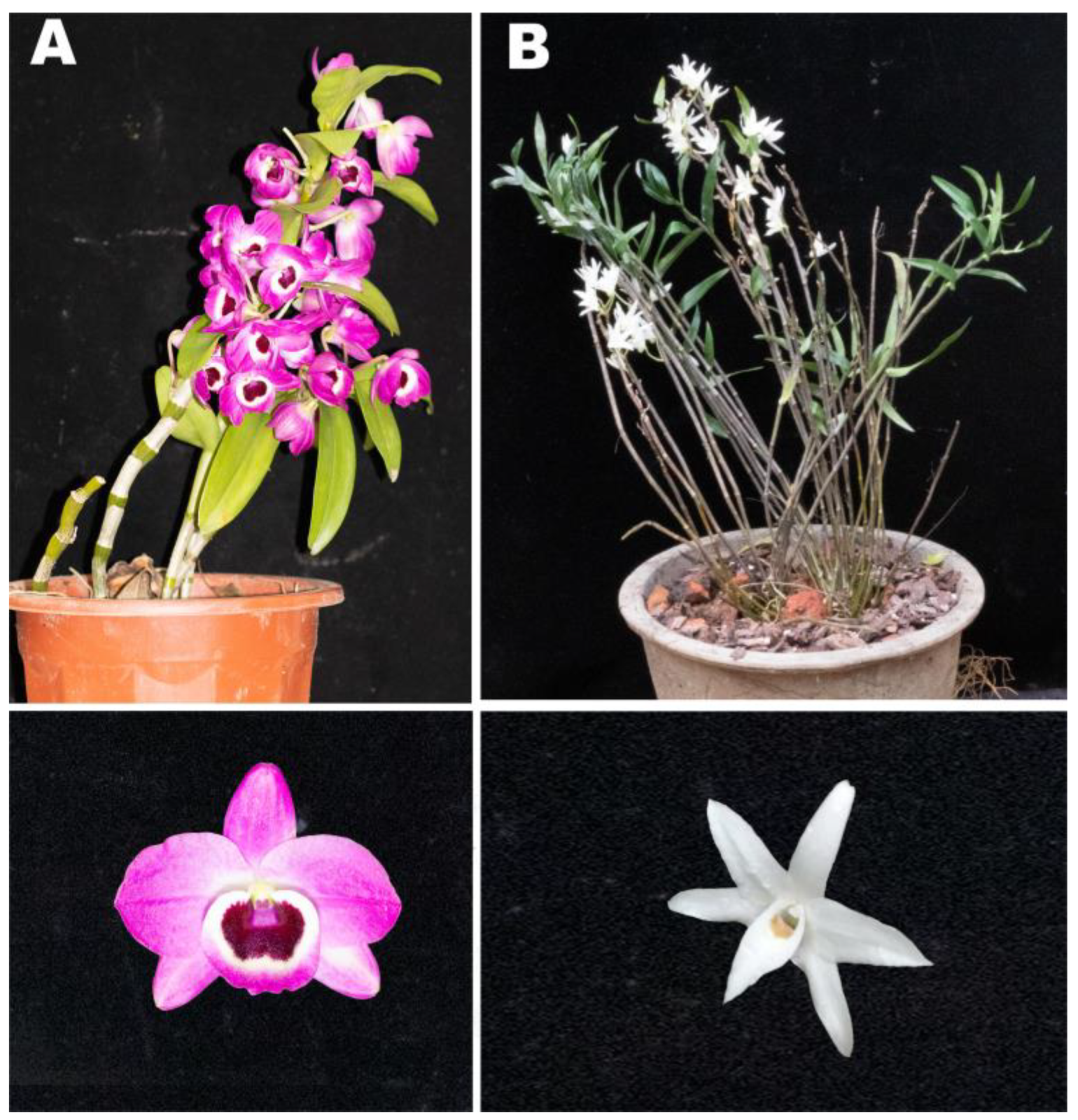 Horticulturae 09 00745 g001 Horticulturae 09 00745 g001