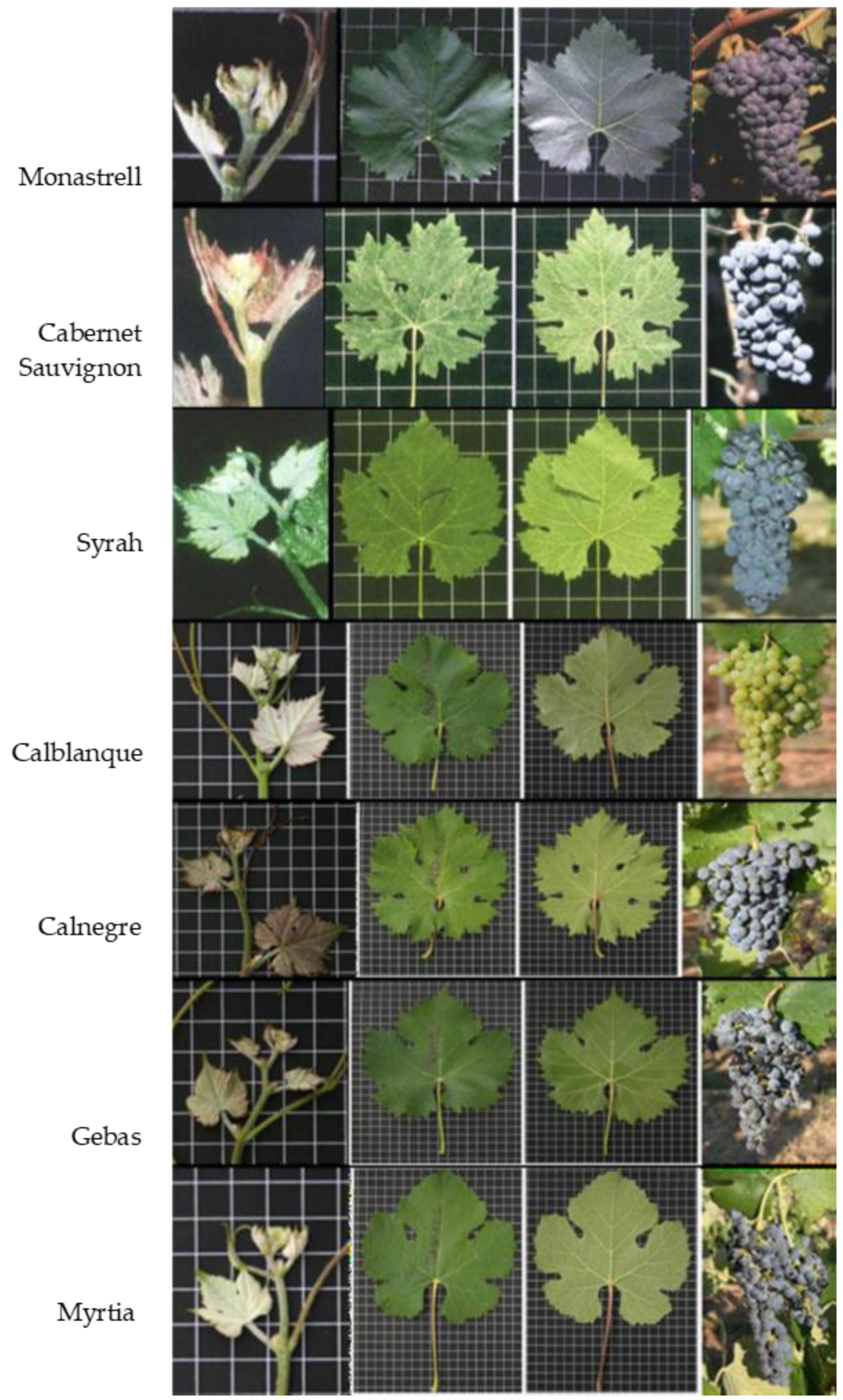 Horticulturae 09 00760 g001