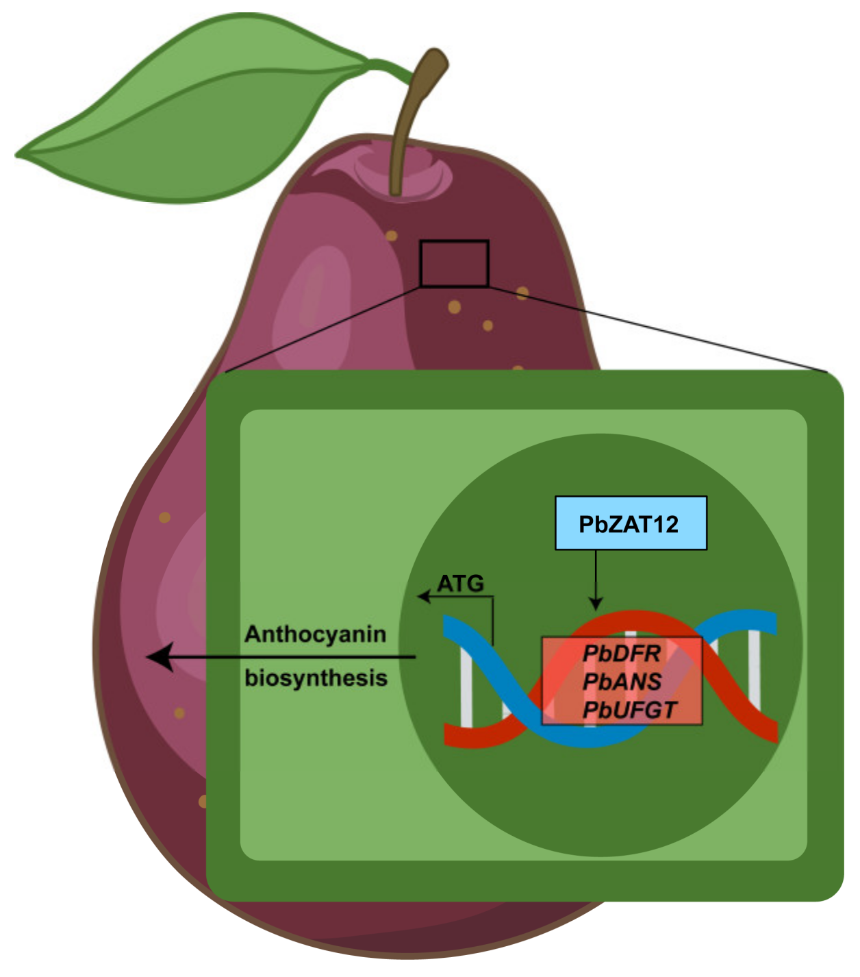 Horticulturae 09 00775 g006