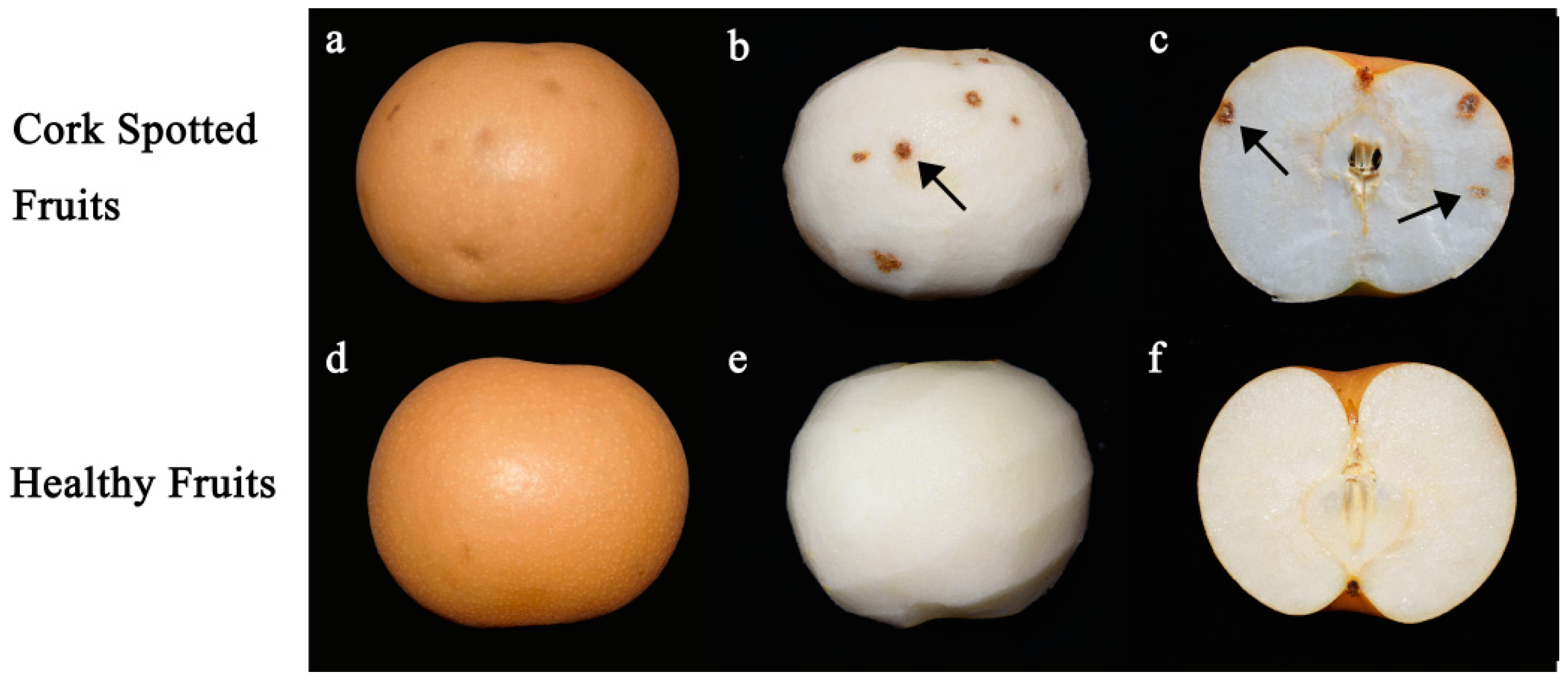 Horticulturae 09 00818 g002 Horticulturae 09 00818 g002