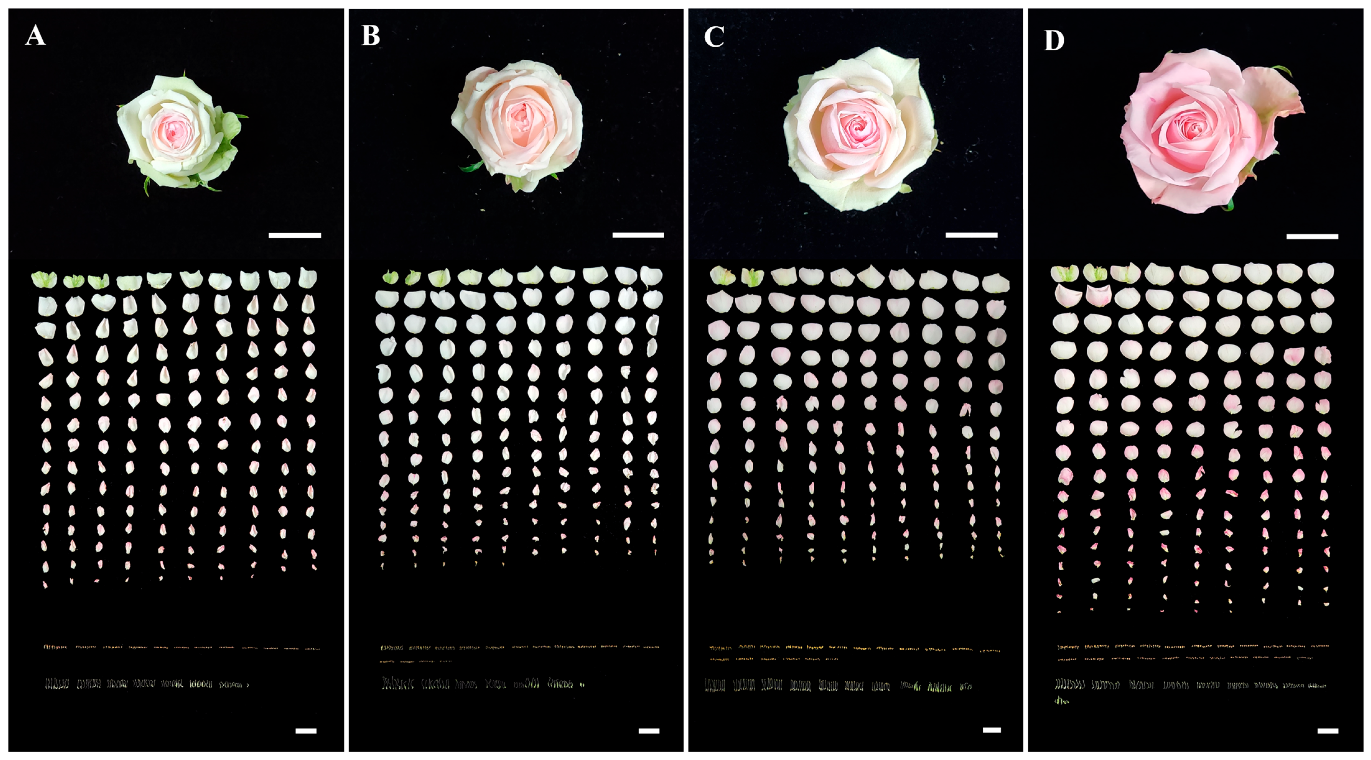 Horticulturae 09 00861 g001 Horticulturae 09 00861 g001