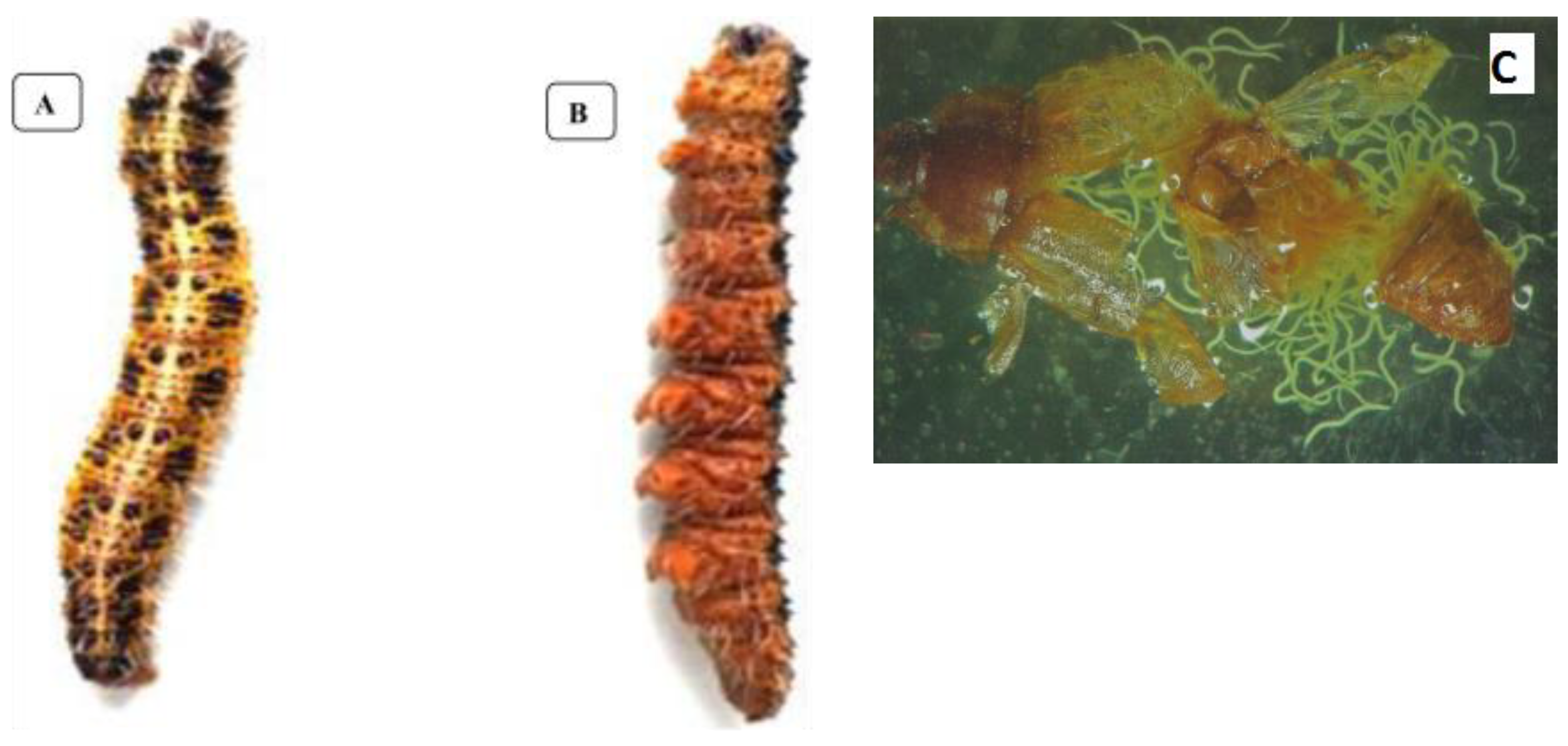 Horticulturae 09 00865 g001 Horticulturae 09 00865 g001