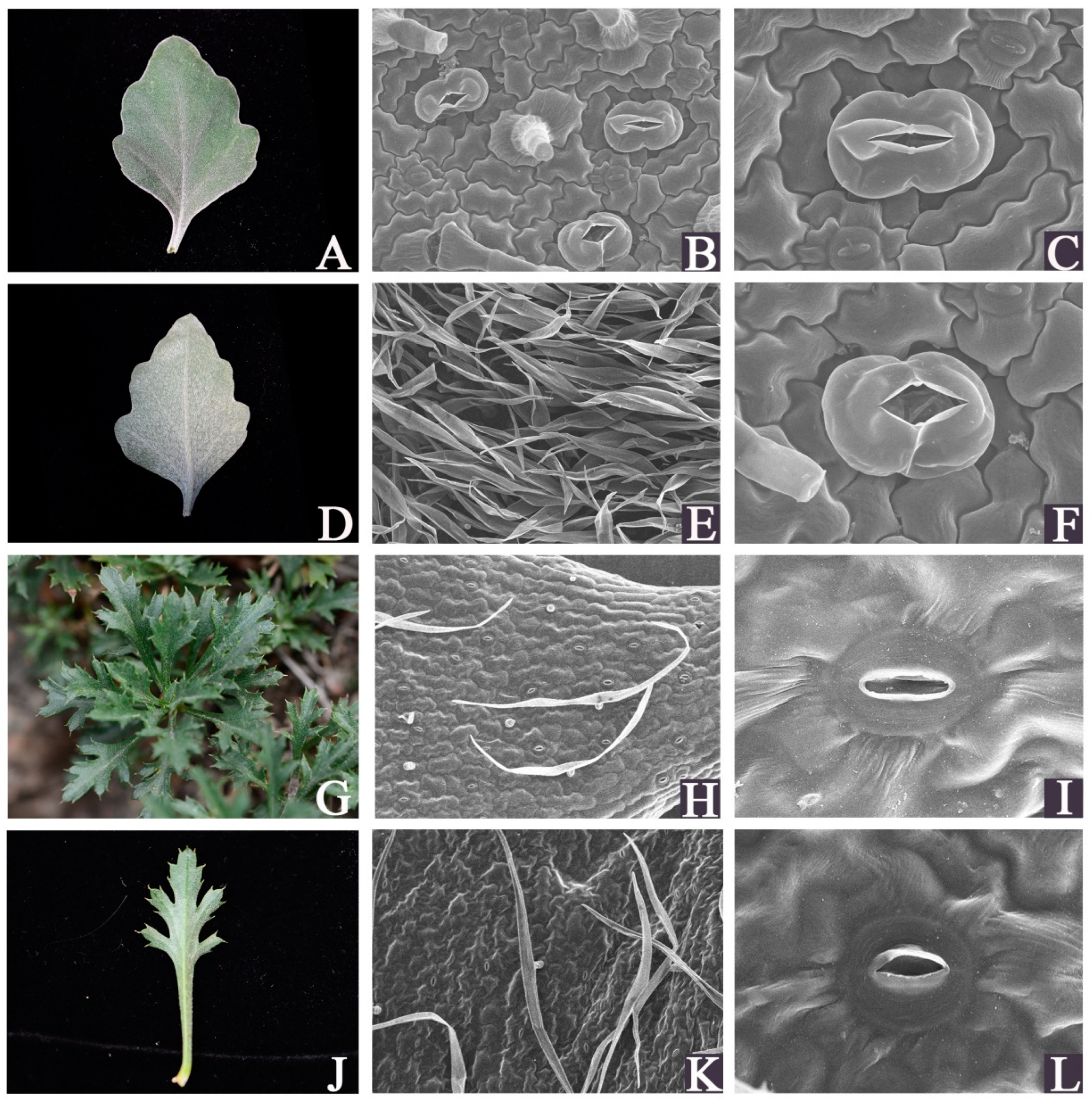 Horticulturae 09 00868 g001