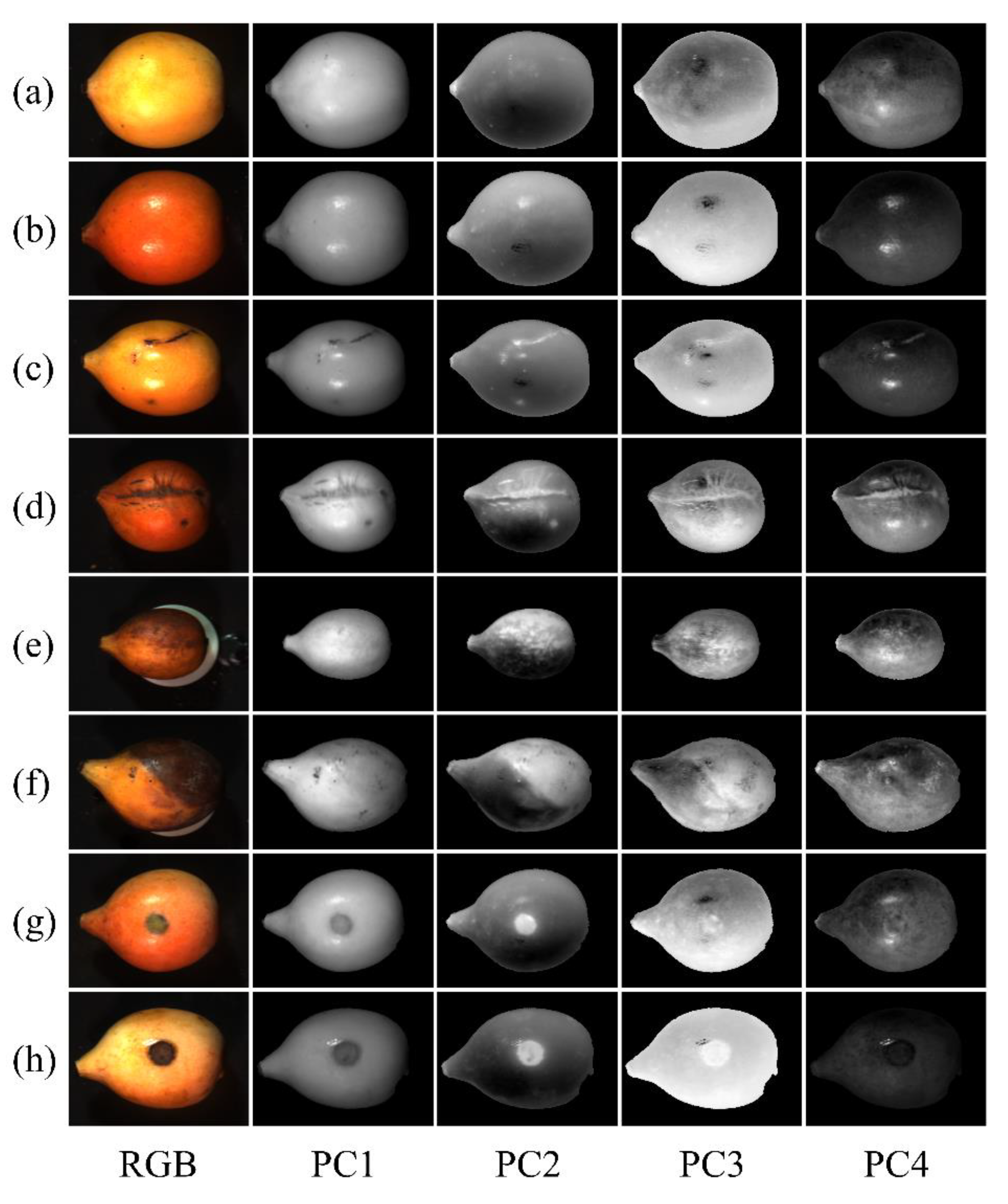 Horticulturae 09 00869 g006 Horticulturae 09 00869 g006