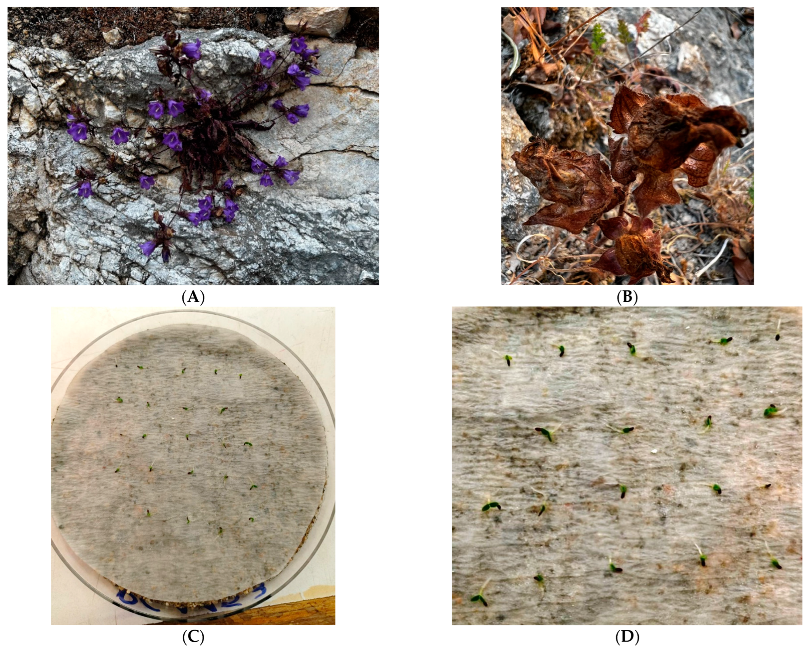 Horticulturae 09 00877 g001