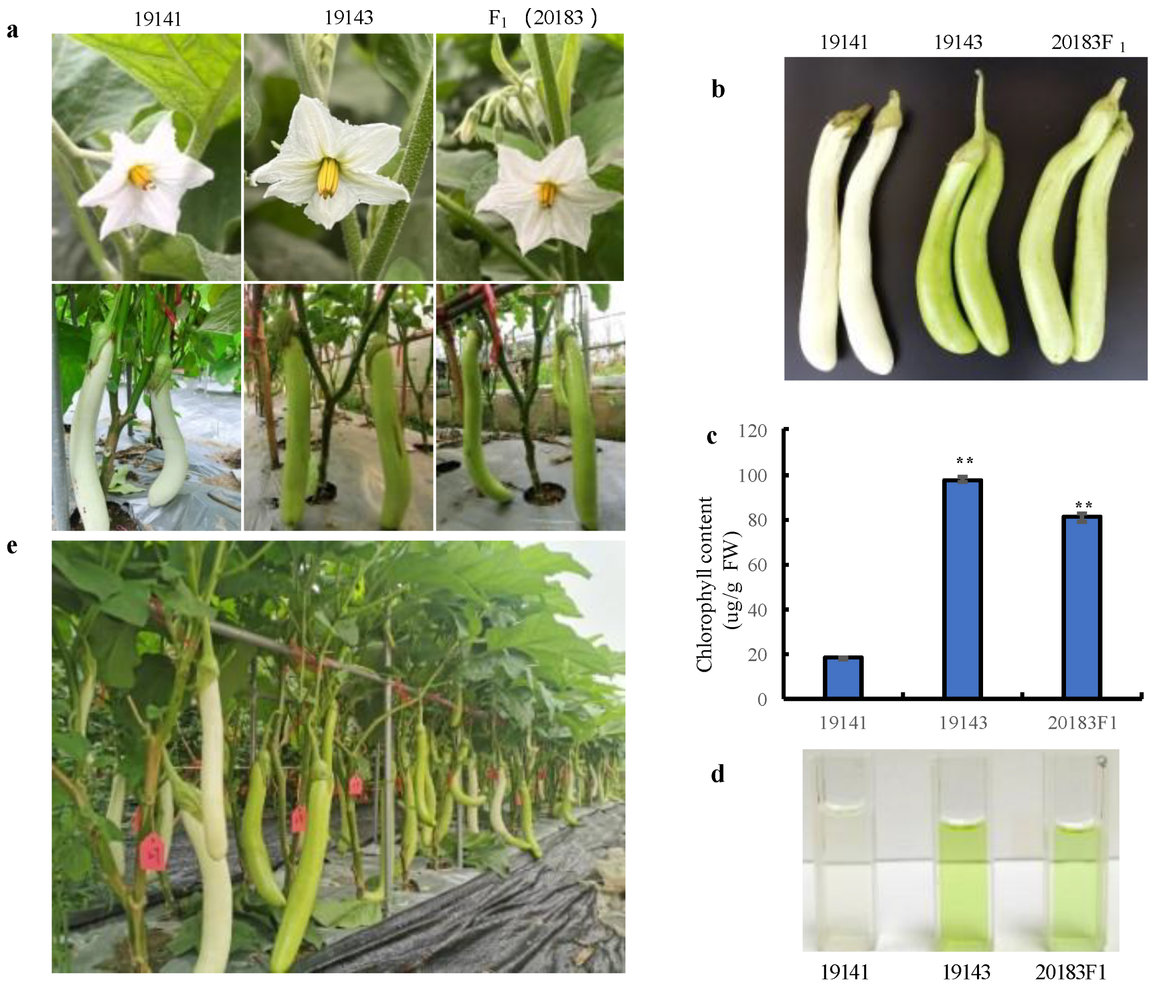 Horticulturae 09 00888 g001 Horticulturae 09 00888 g001