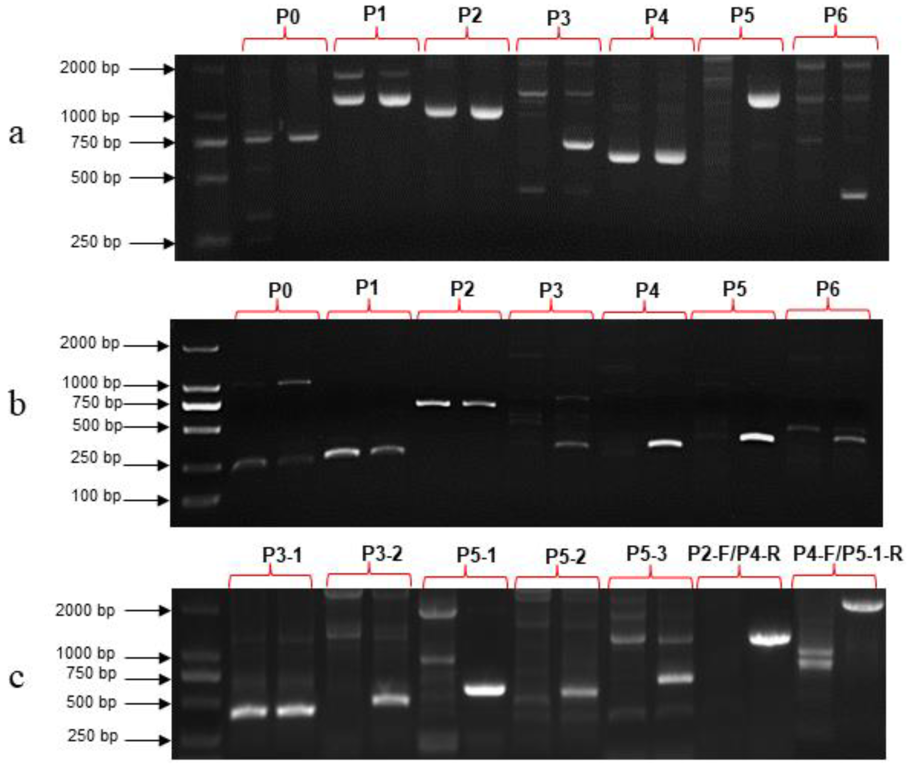 Horticulturae 09 00888 g006 Horticulturae 09 00888 g006