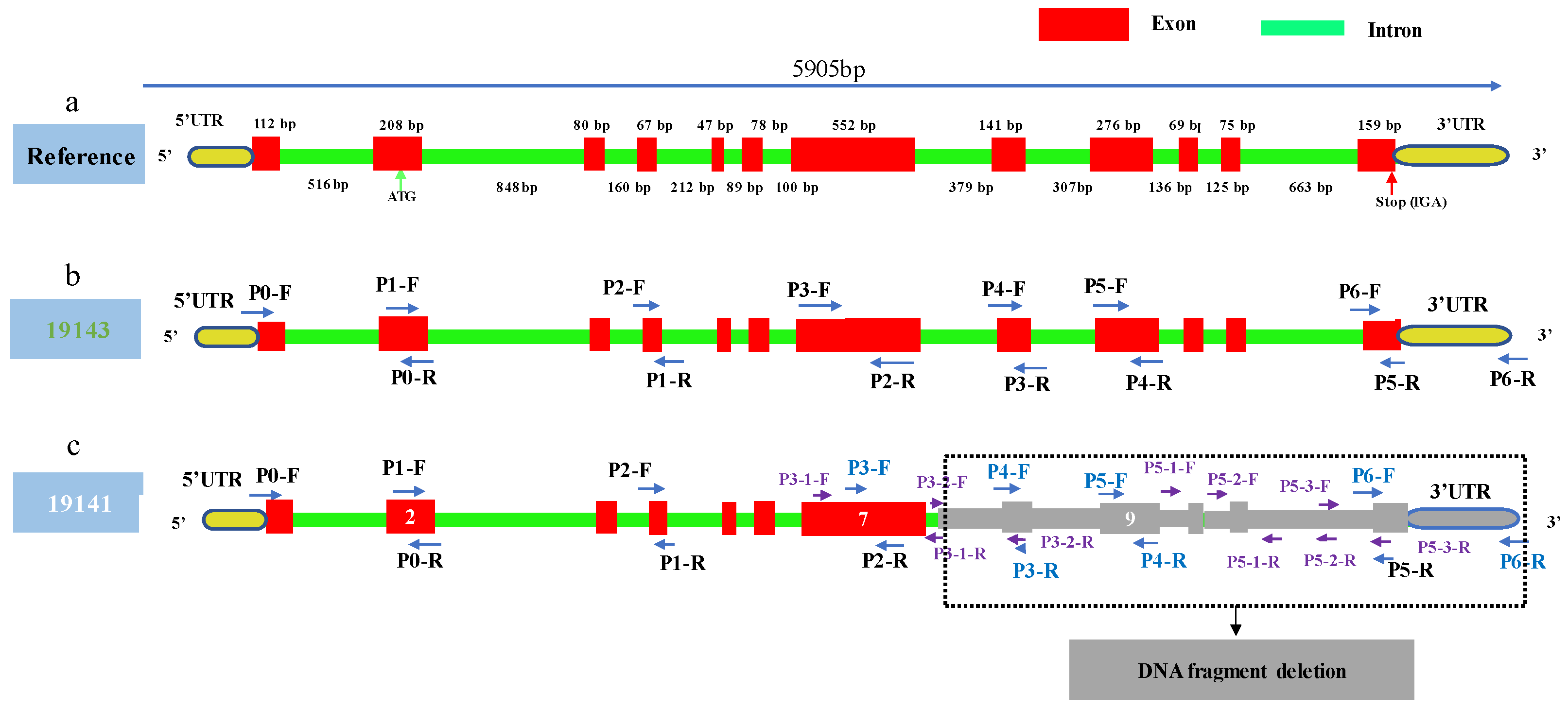 Horticulturae 09 00888 g007 Horticulturae 09 00888 g007