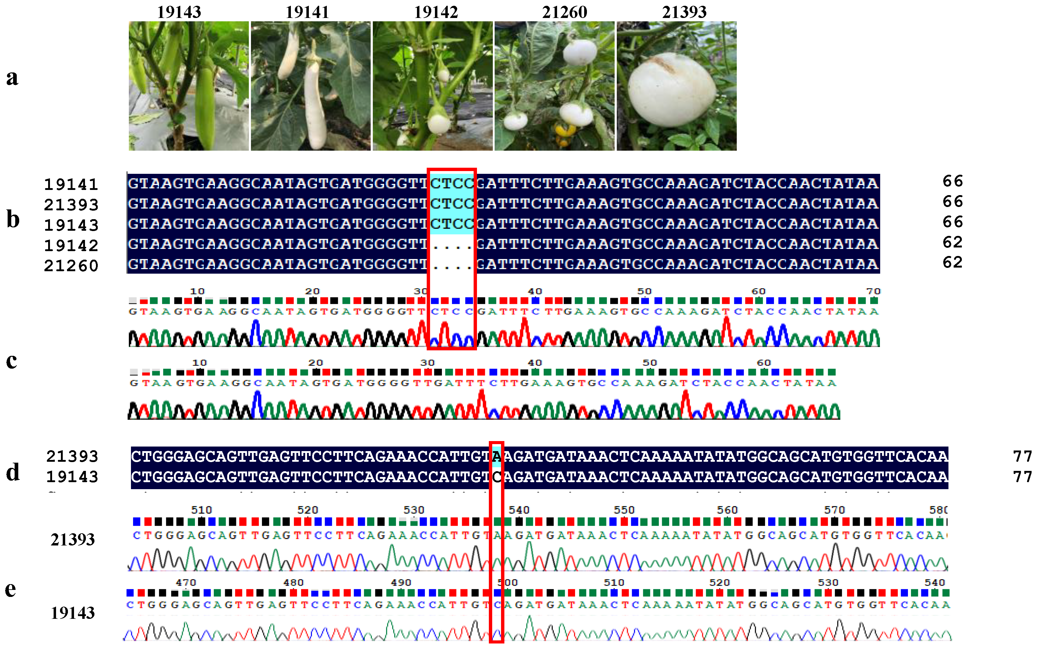 Horticulturae 09 00888 g009 Horticulturae 09 00888 g009