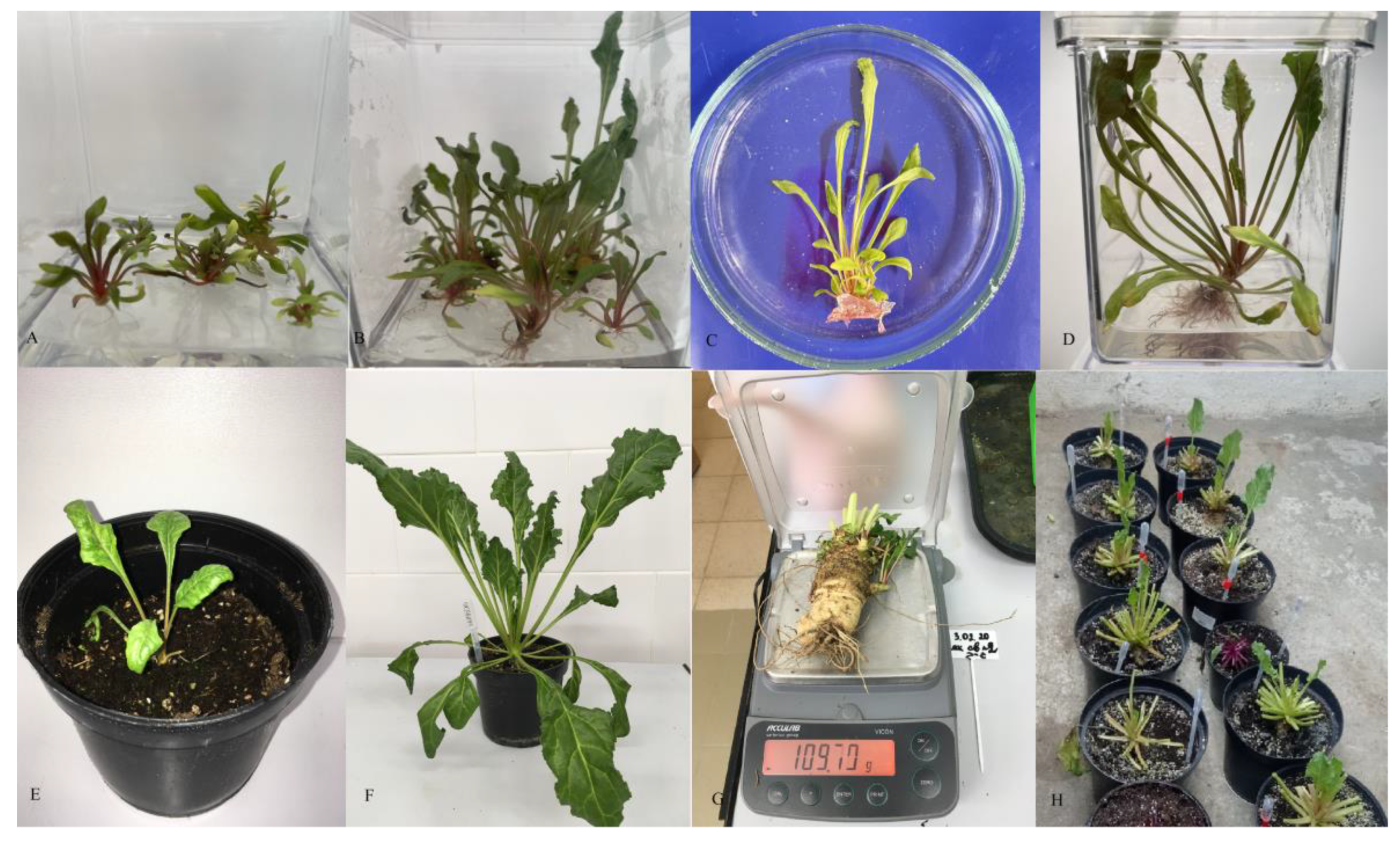 Horticulturae 09 00900 g006