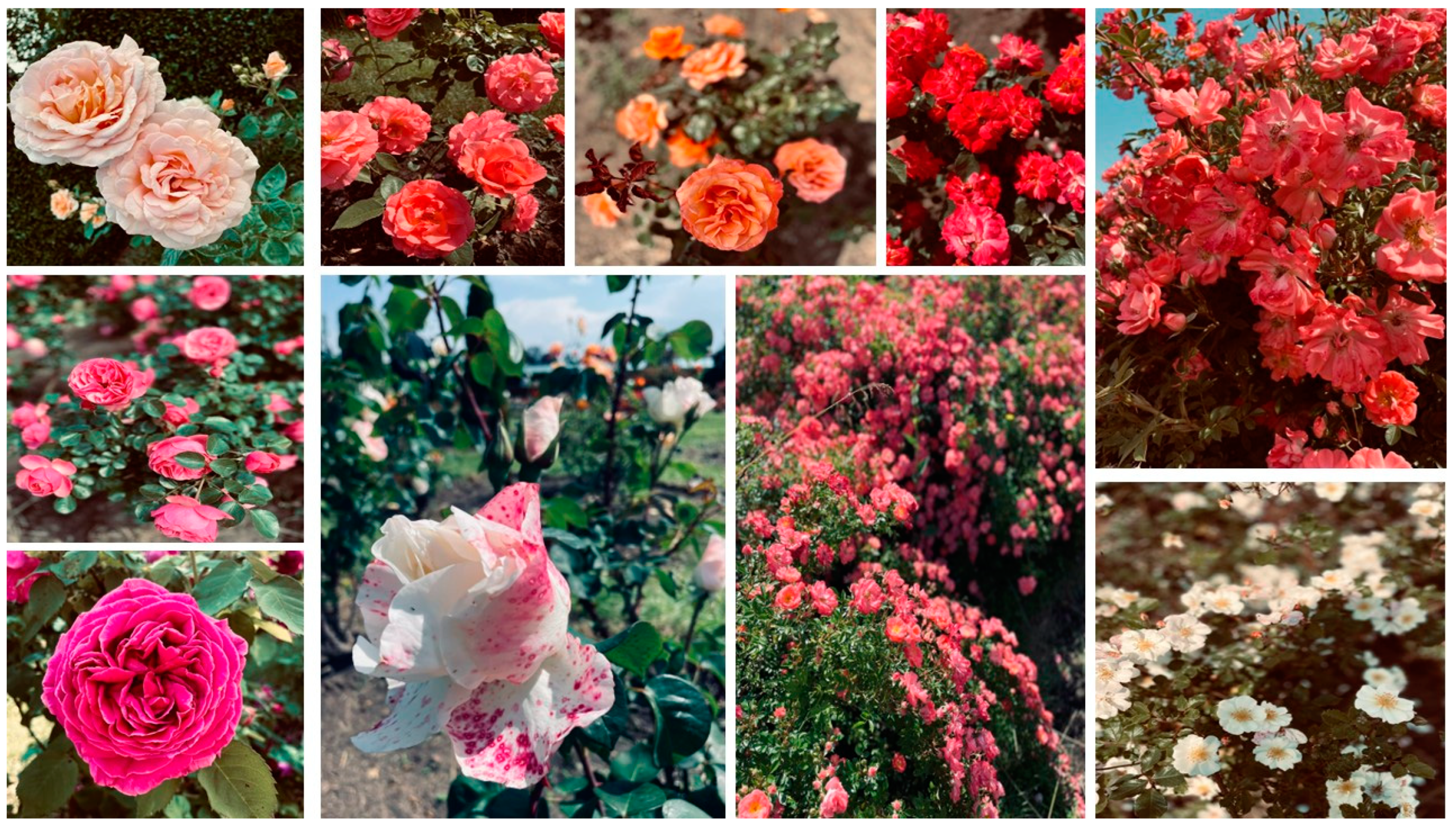 Horticulturae 09 00914 g004 Horticulturae 09 00914 g004