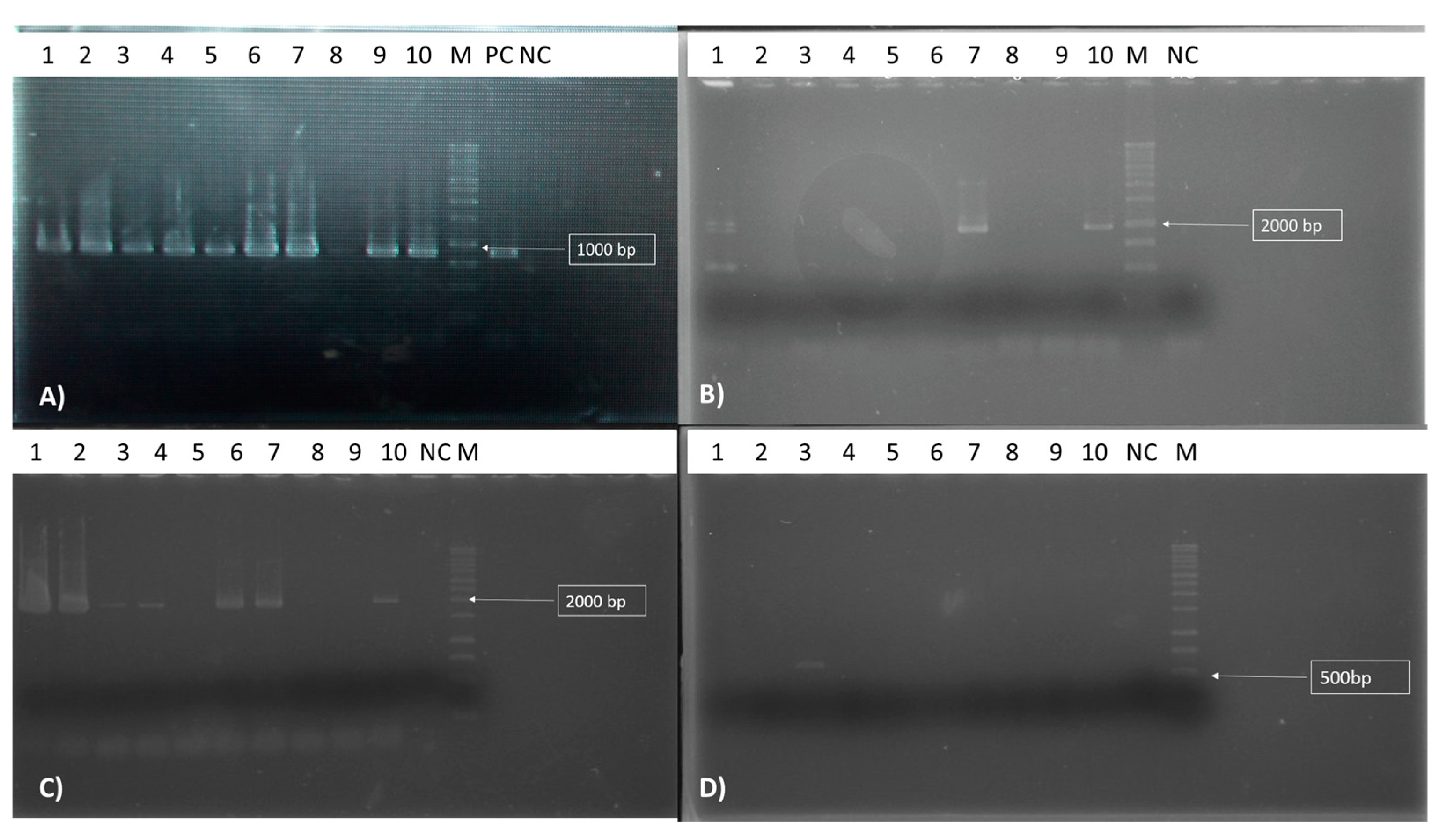 Horticulturae 09 00922 g004 Horticulturae 09 00922 g004
