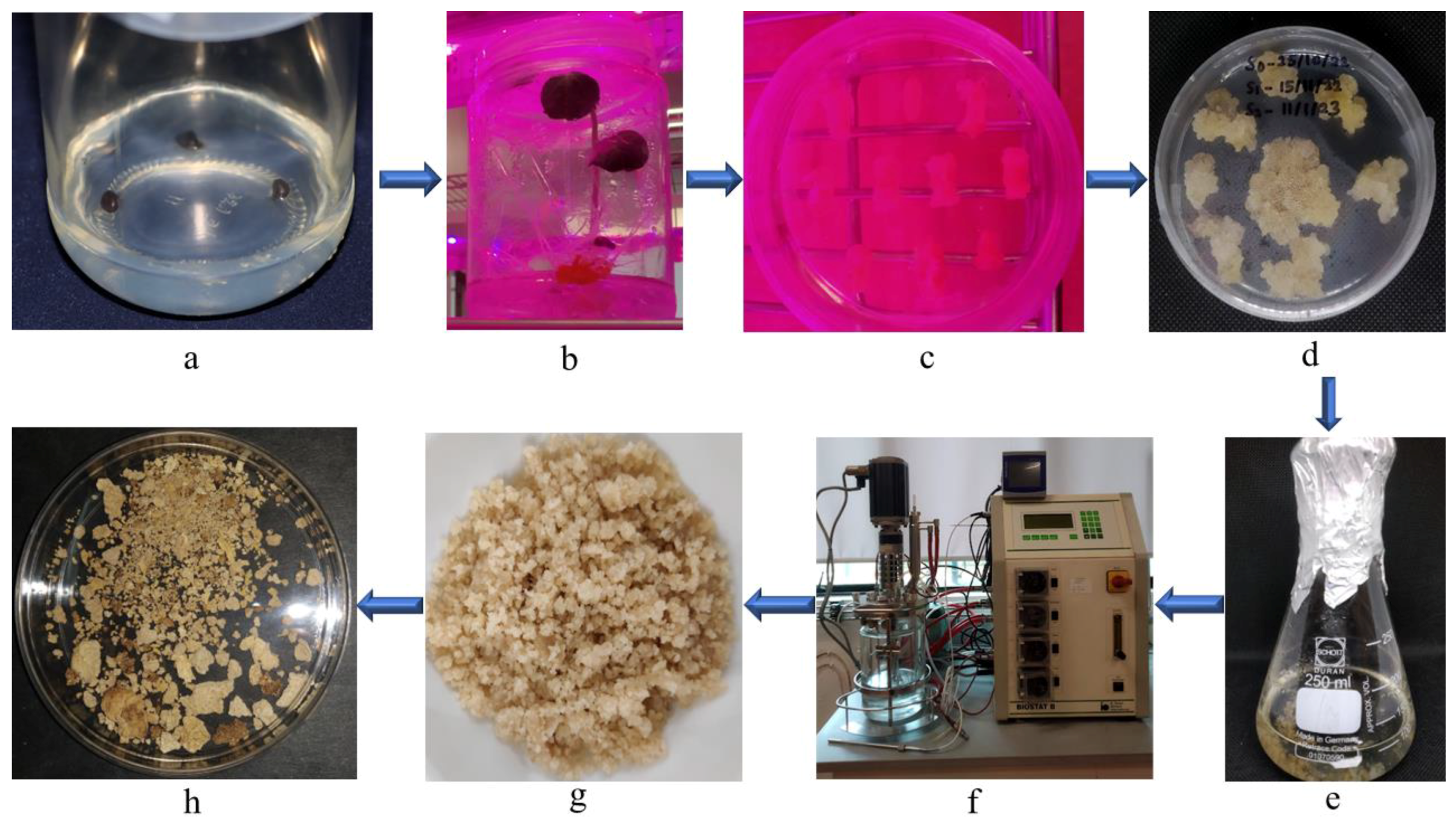 Horticulturae 09 00925 g012