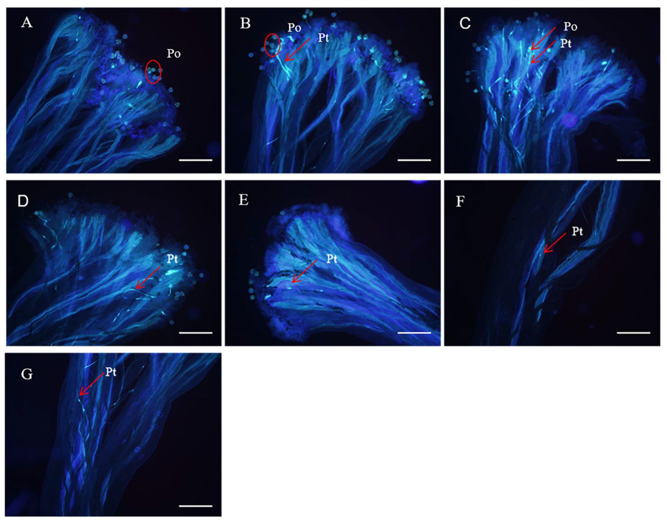 Horticulturae 09 00926 g002