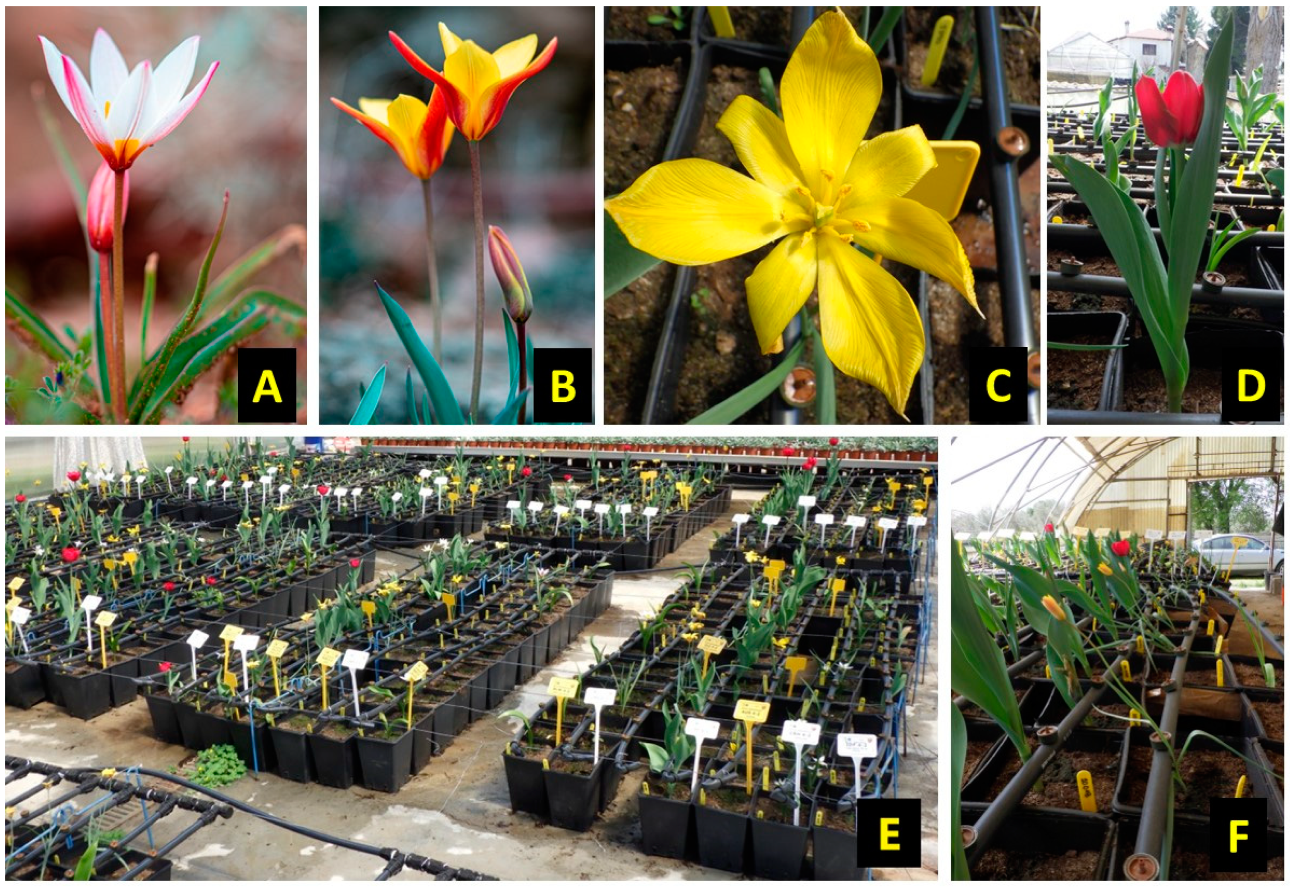 Horticulturae 09 00928 g001