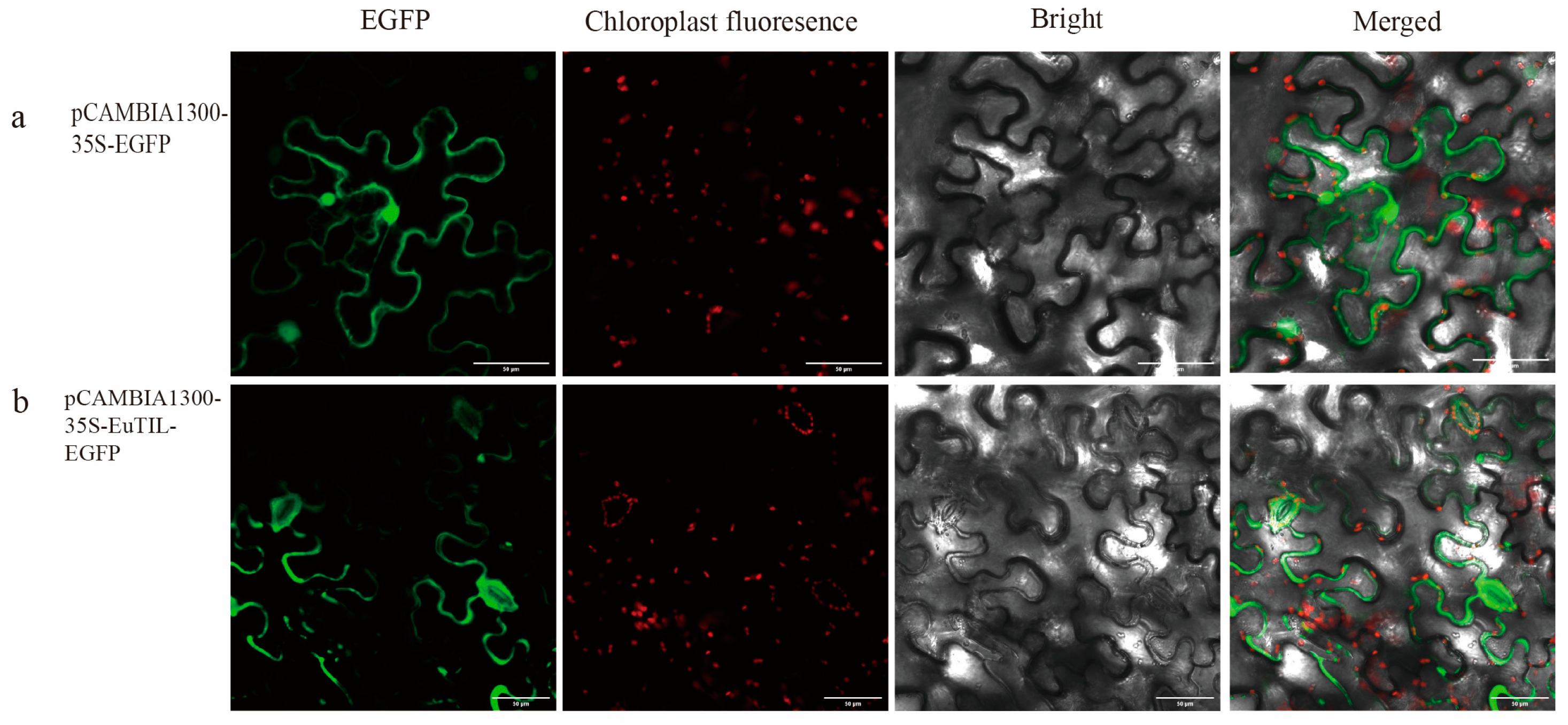 Horticulturae 09 00950 g003