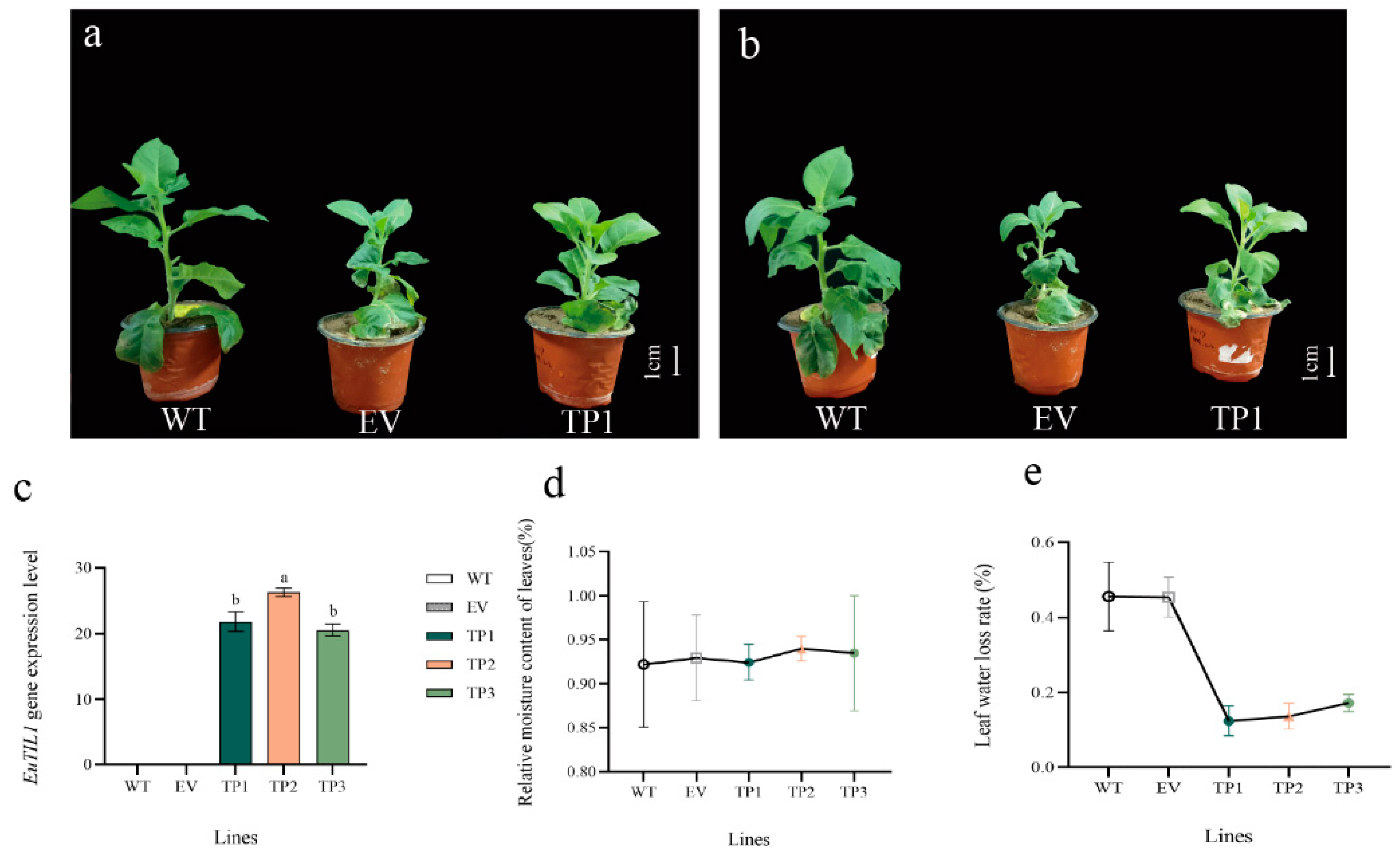 Horticulturae 09 00950 g004