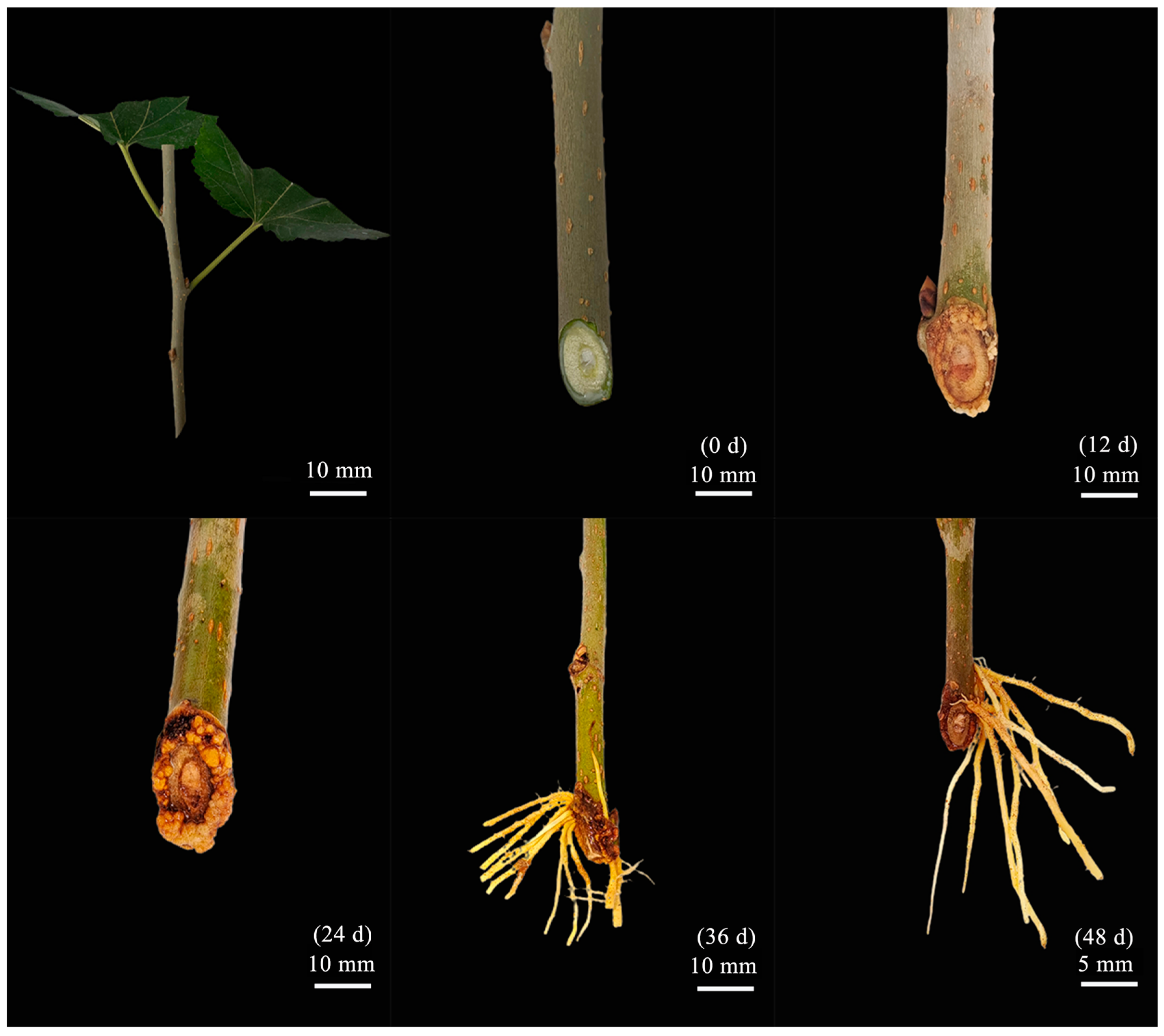 Horticulturae 09 01006 g001