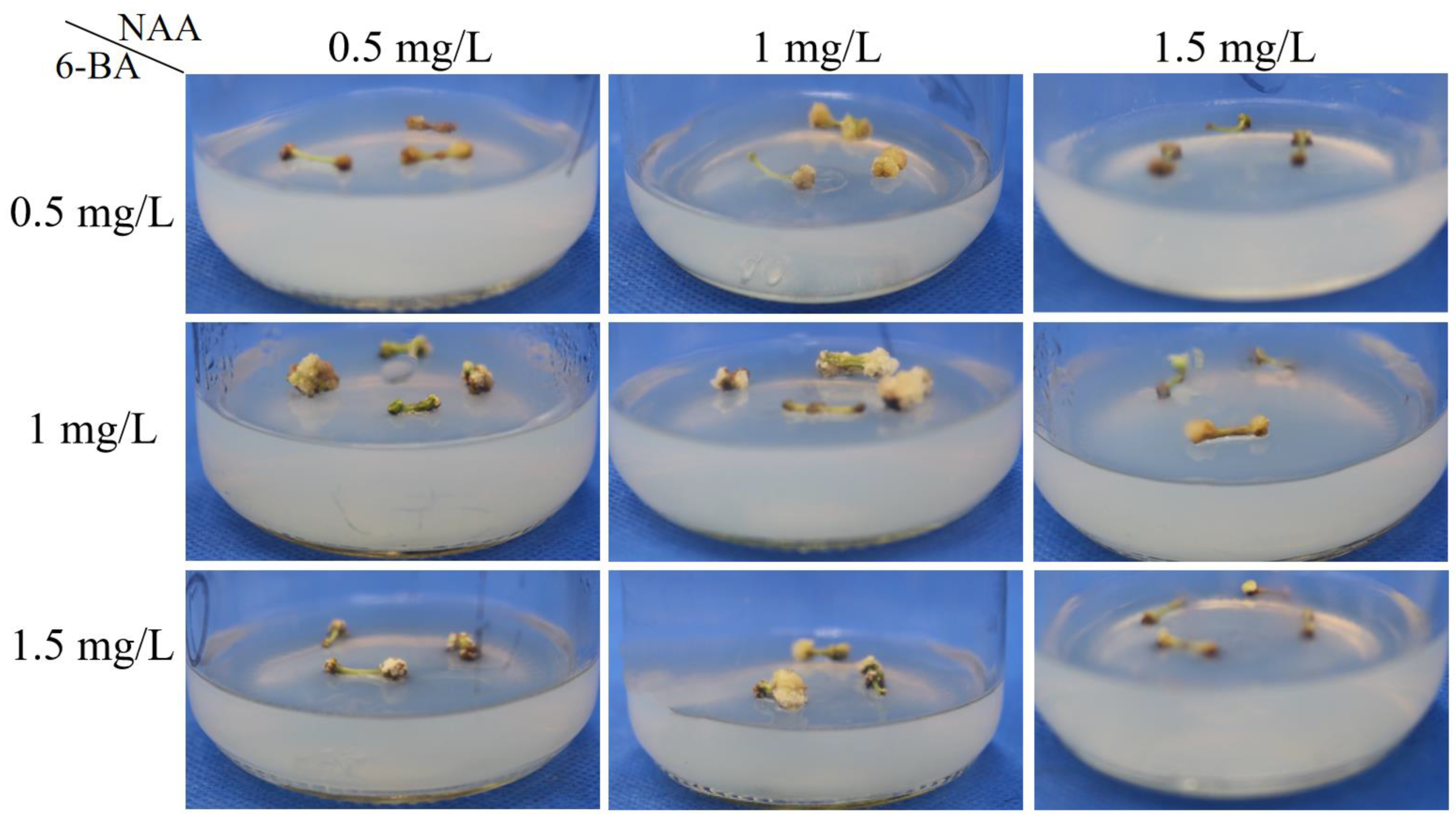 Horticulturae 09 01038 g001