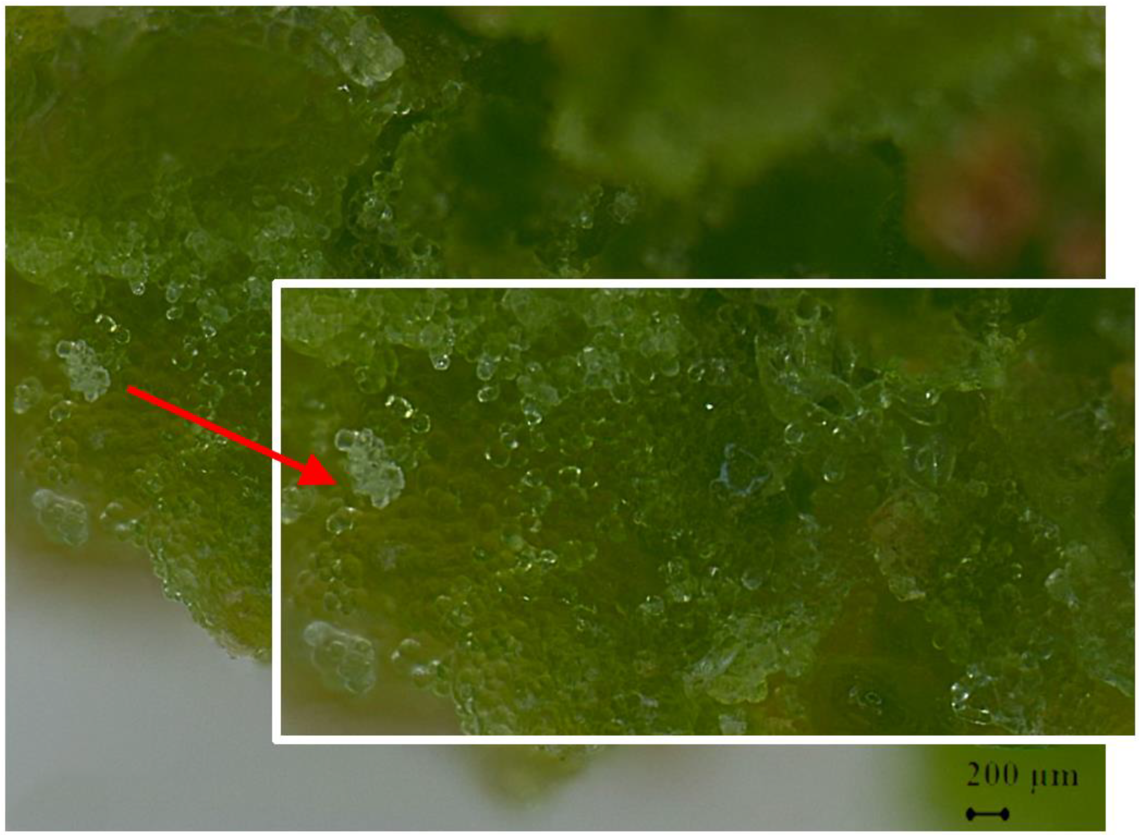 Horticulturae 09 01038 g002