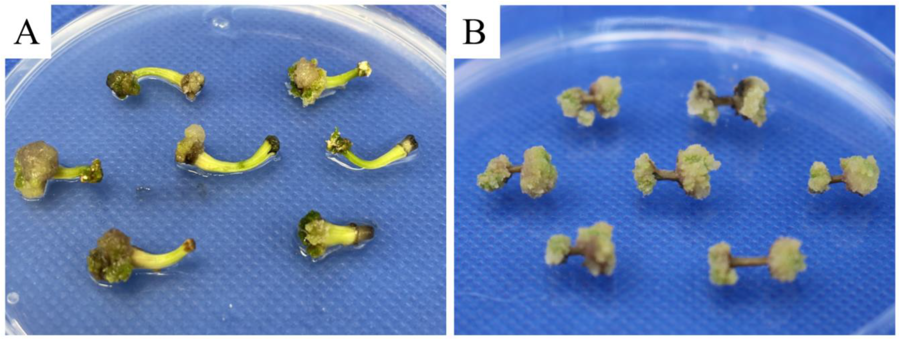 Horticulturae 09 01038 g003