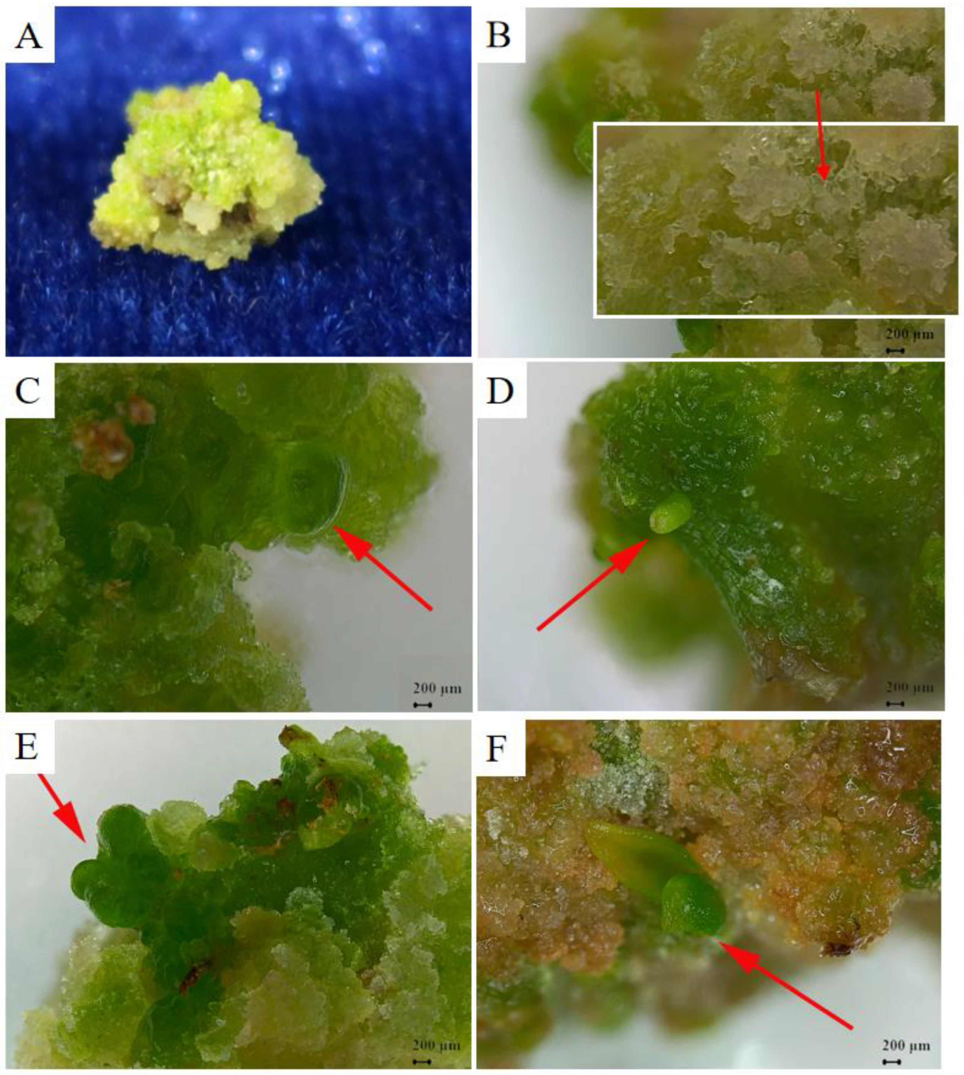 Horticulturae 09 01038 g005