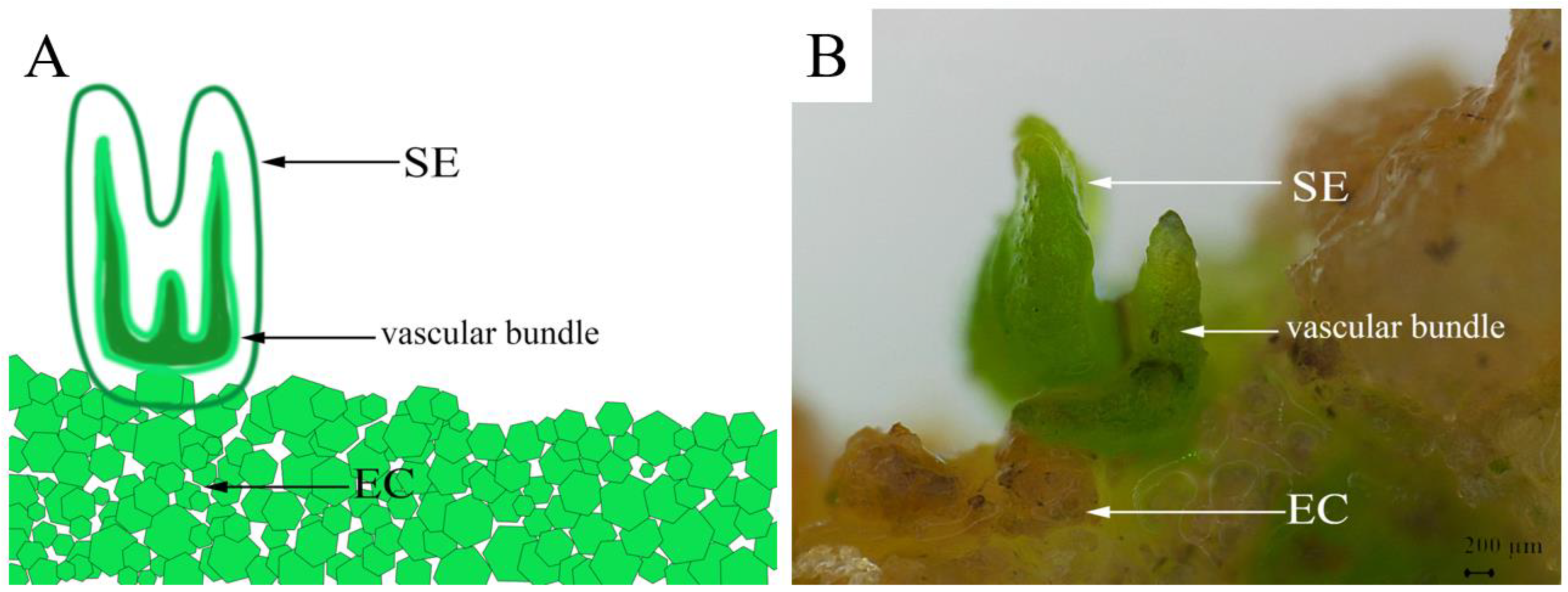 Horticulturae 09 01038 g006