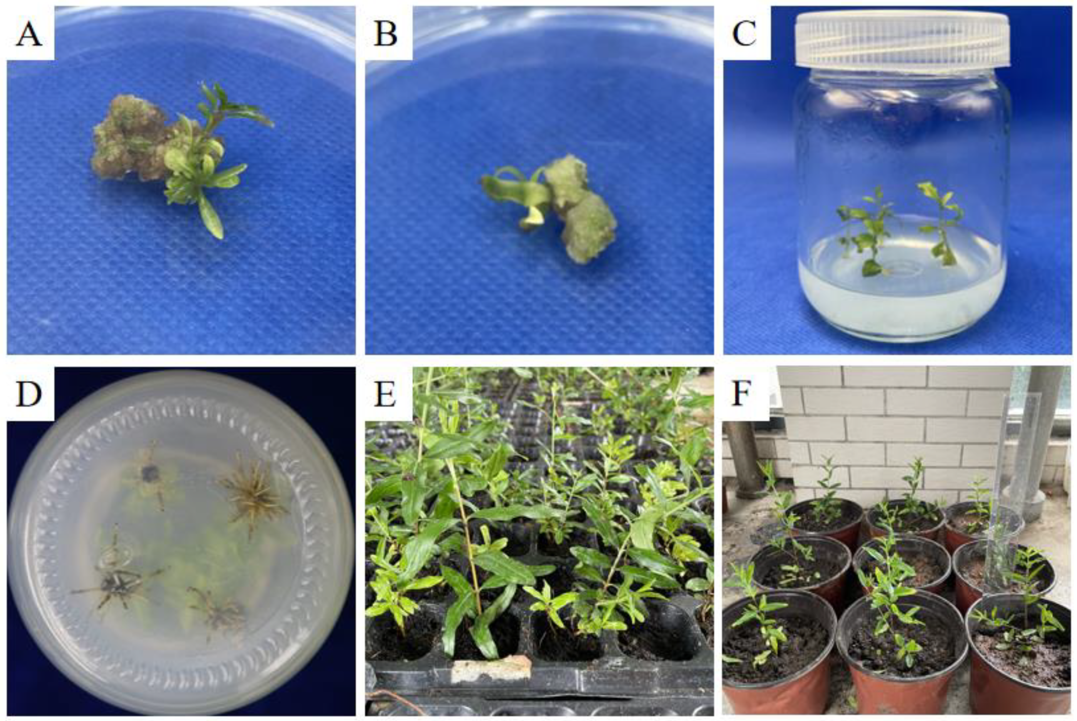 Horticulturae 09 01038 g007