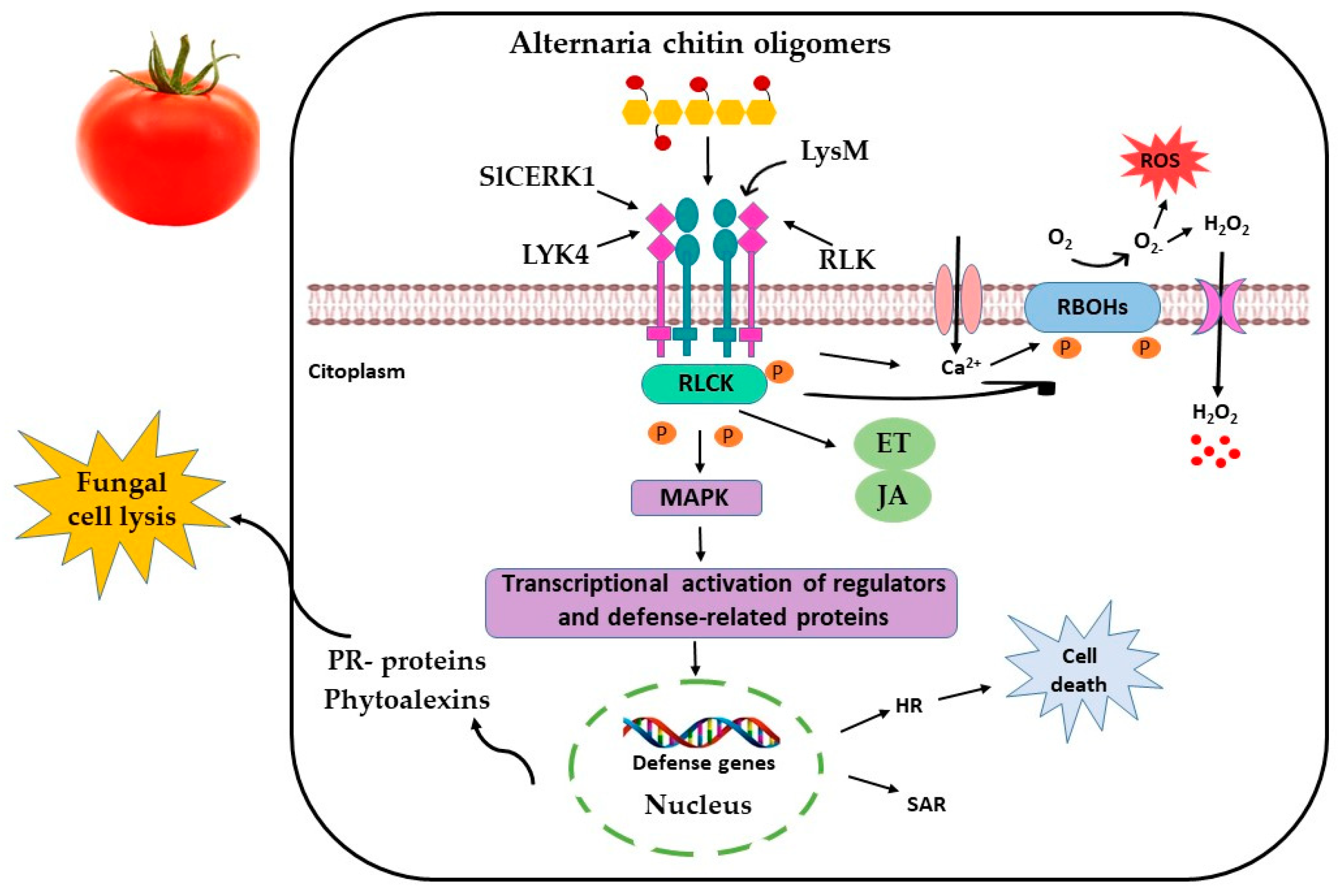 Horticulturae 09 01064 g005