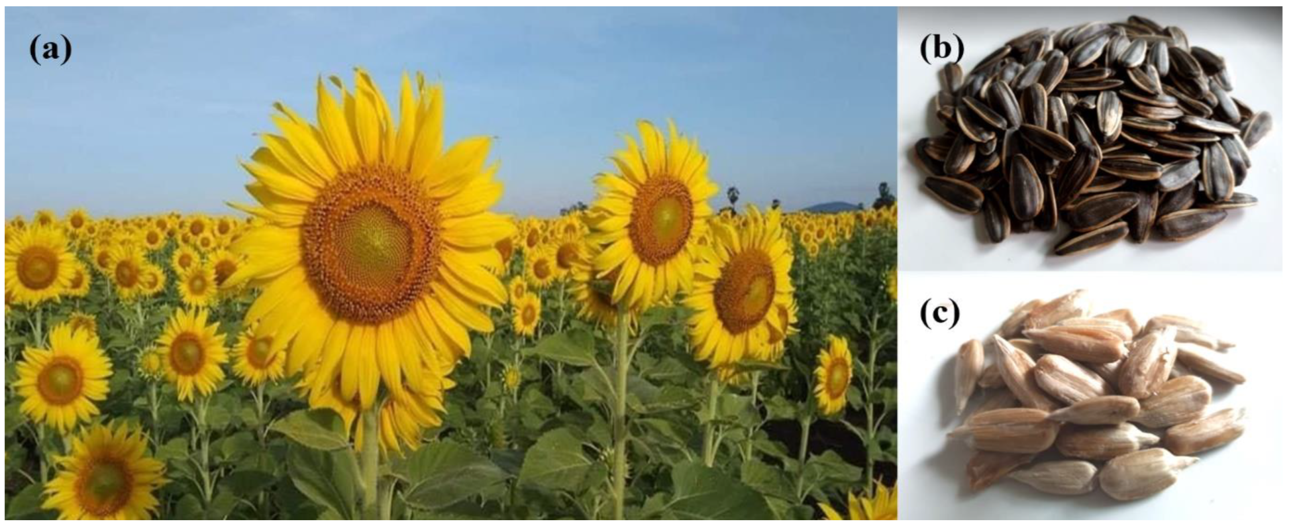 Horticulturae 09 01079 g002