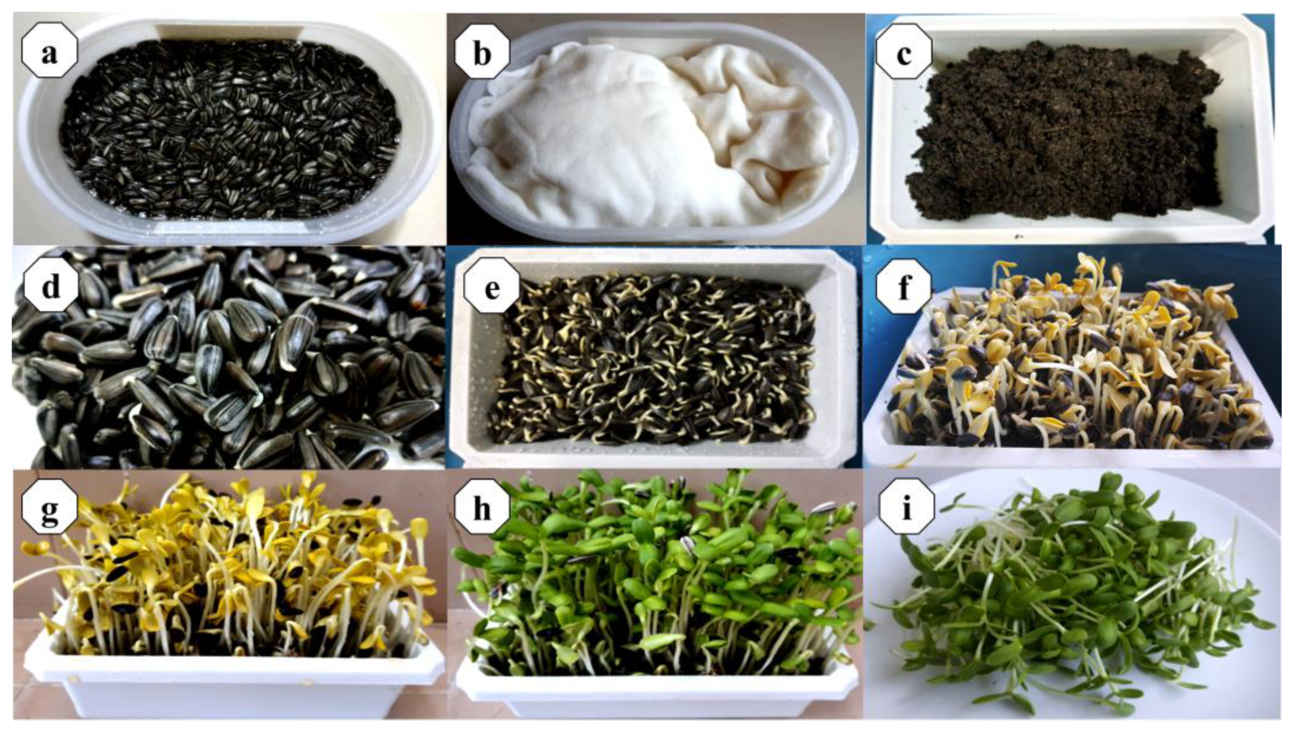 Horticulturae 09 01079 g005