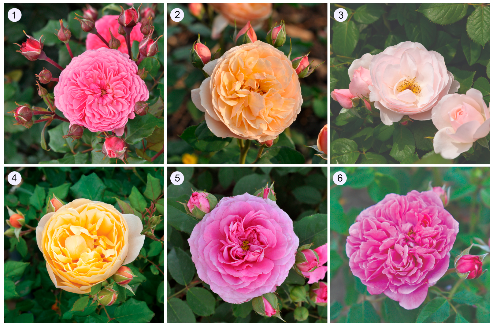 Horticulturae 09 01082 g001 Horticulturae 09 01082 g001