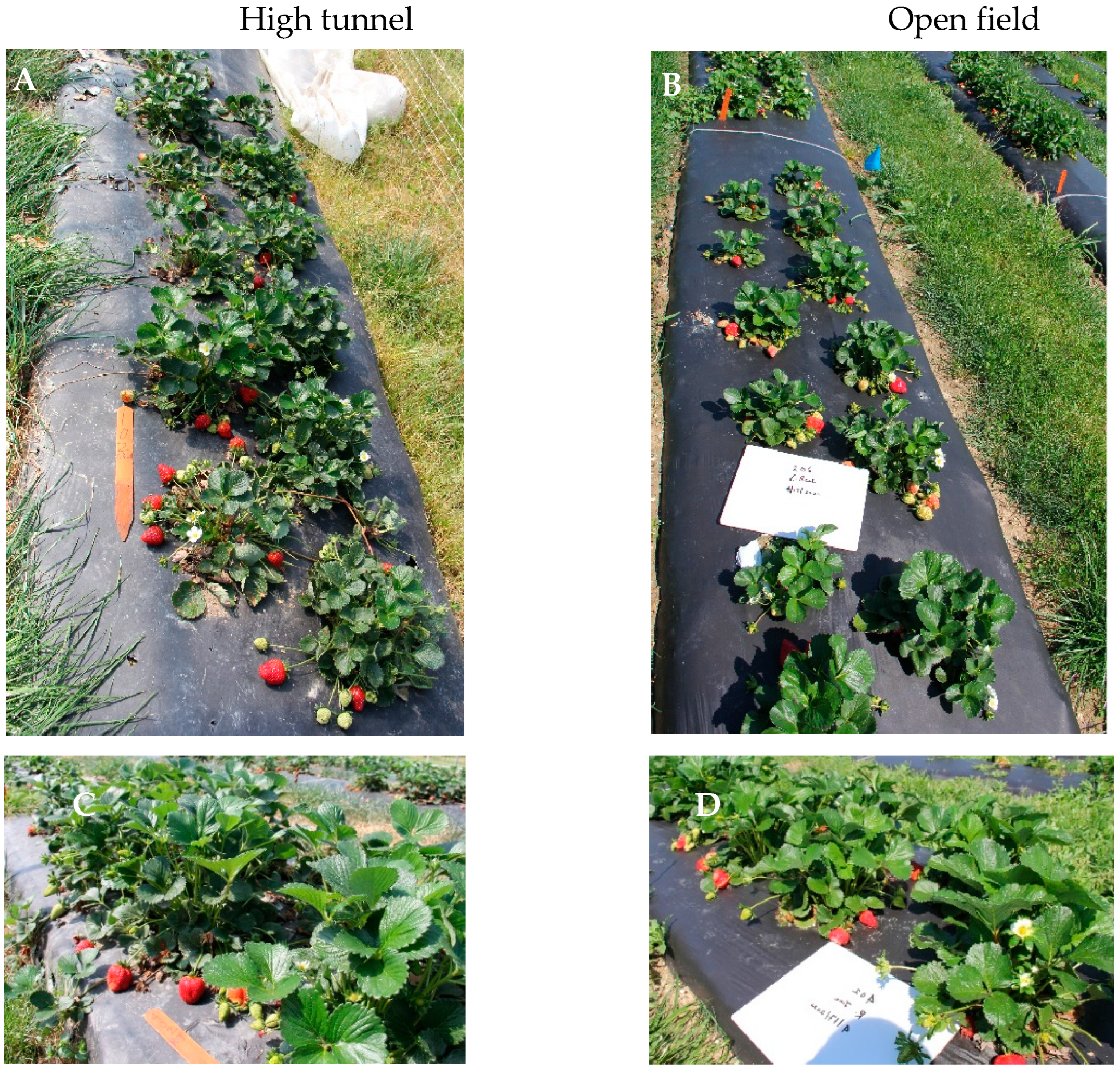 Horticulturae 09 01084 g001