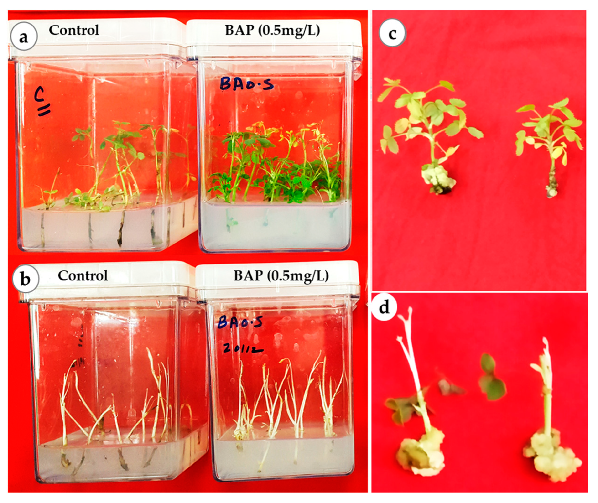 Horticulturae 09 01109 g003