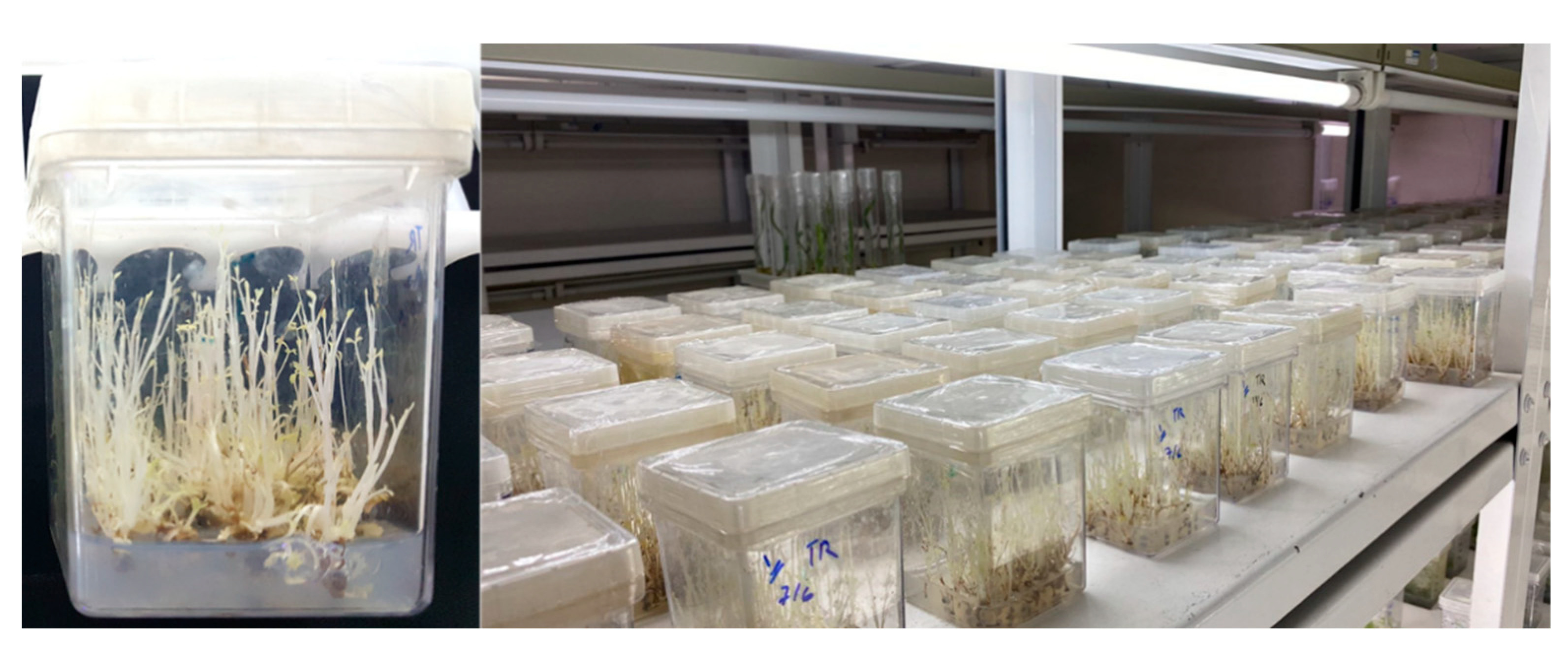 Horticulturae 09 01109 g004