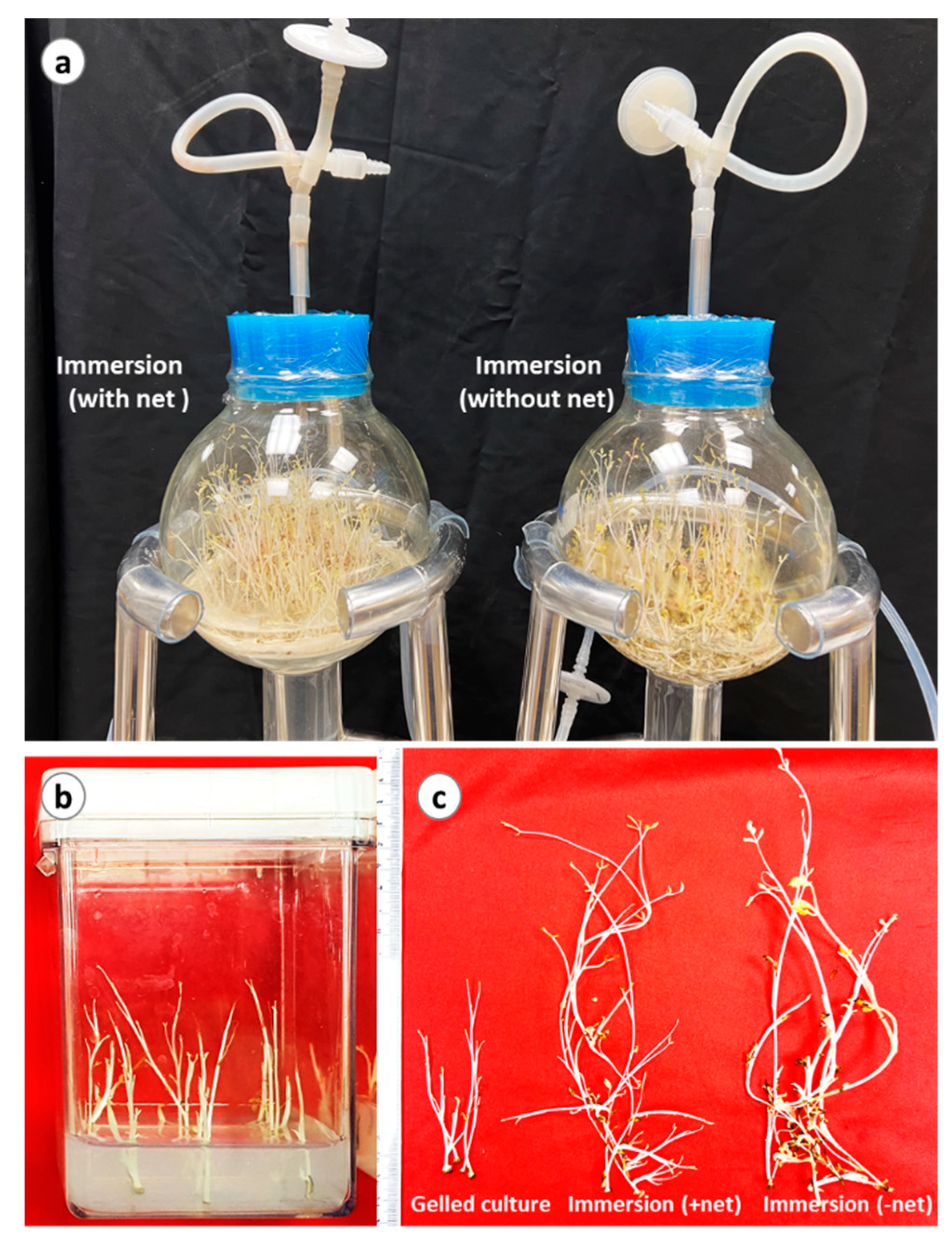 Horticulturae 09 01109 g006