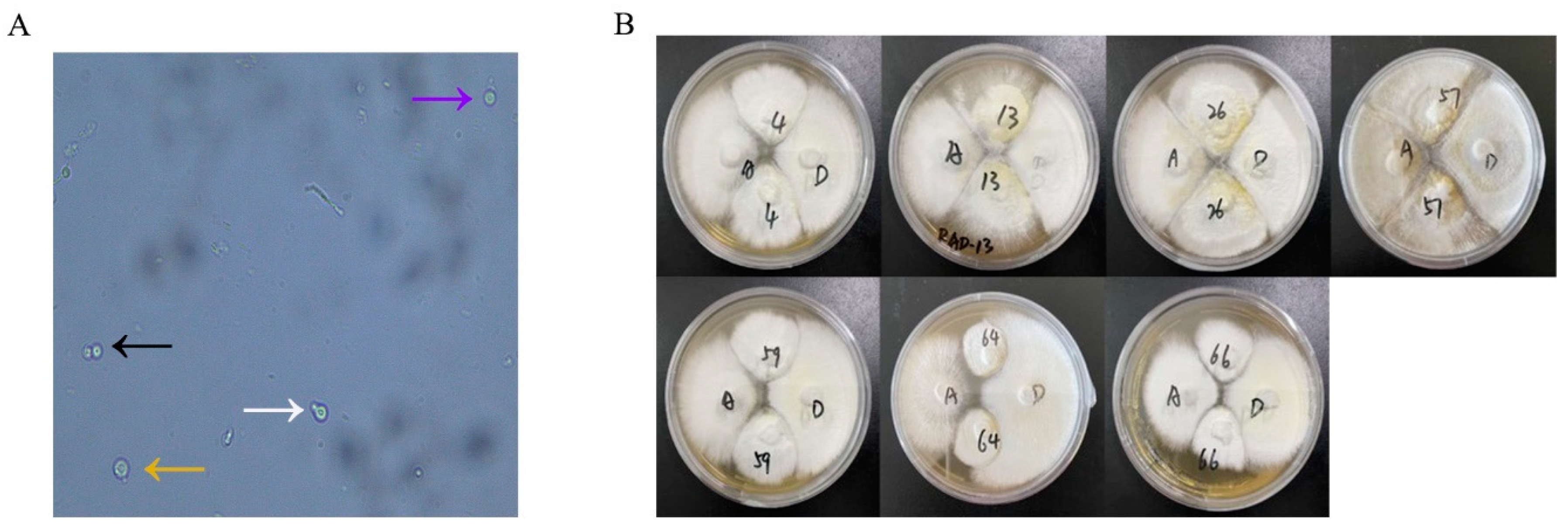 Horticulturae 09 01129 g001