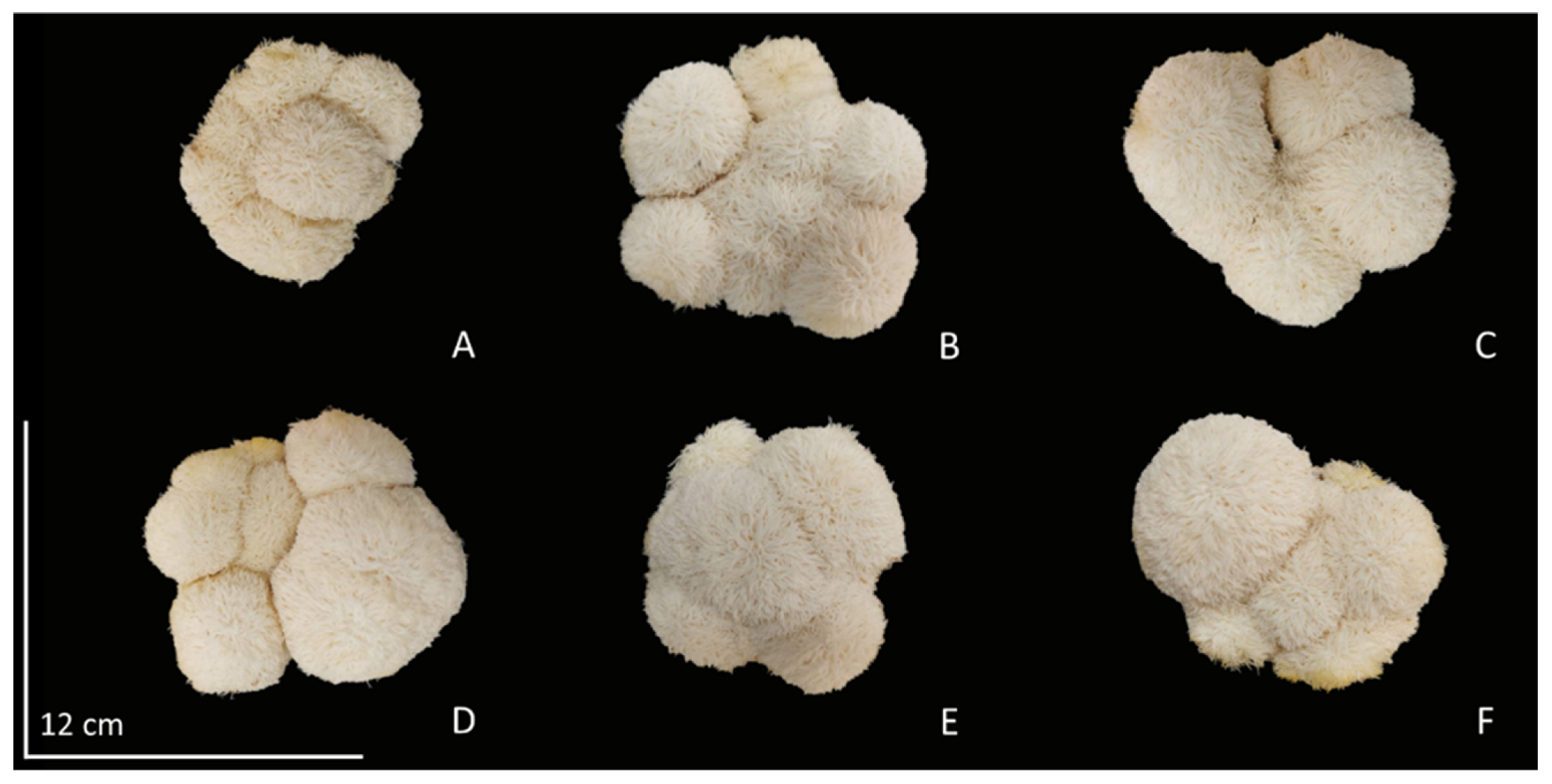 Horticulturae 09 01131 g002 Horticulturae 09 01131 g002