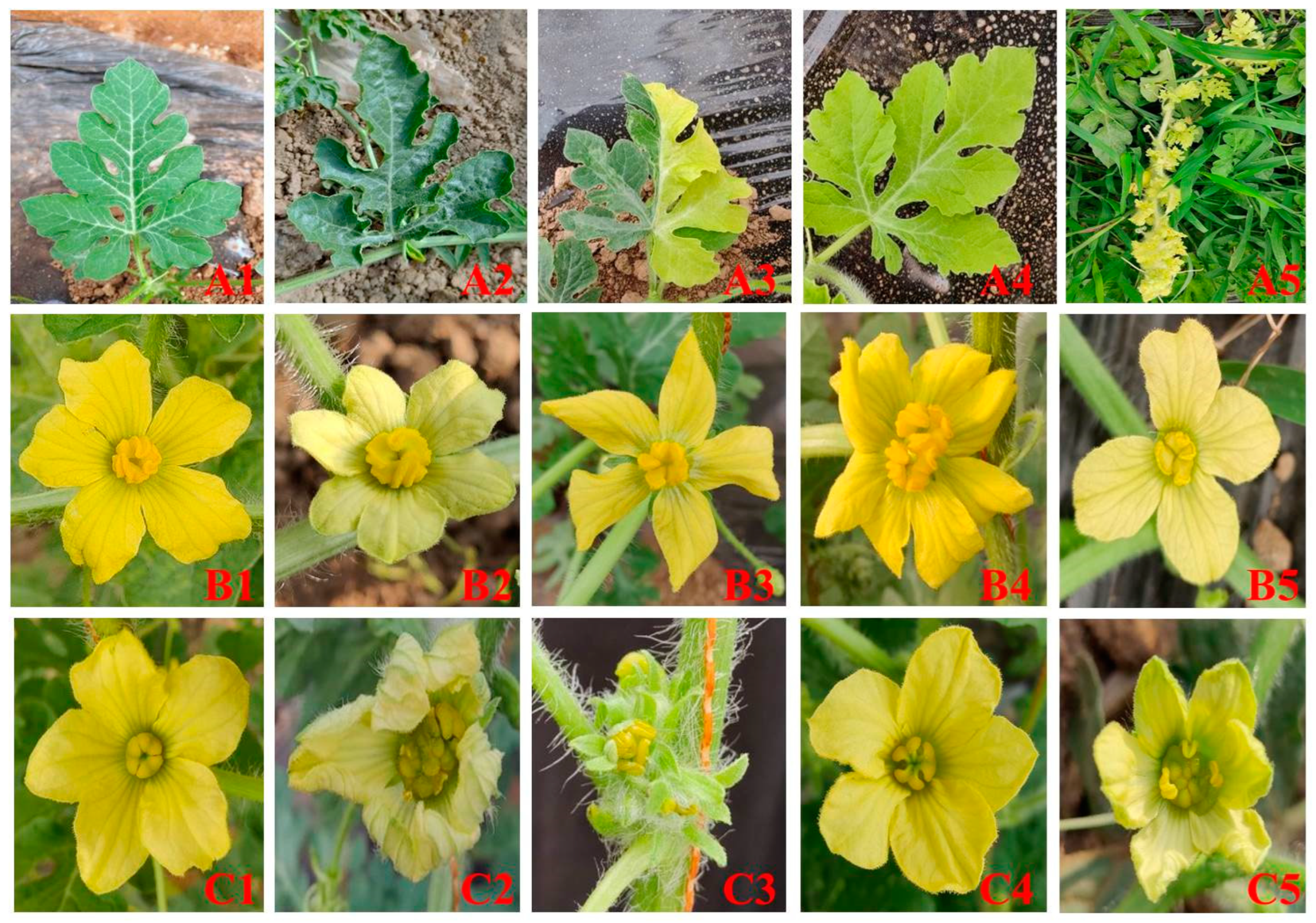 Horticulturae 09 01133 g001 Horticulturae 09 01133 g001