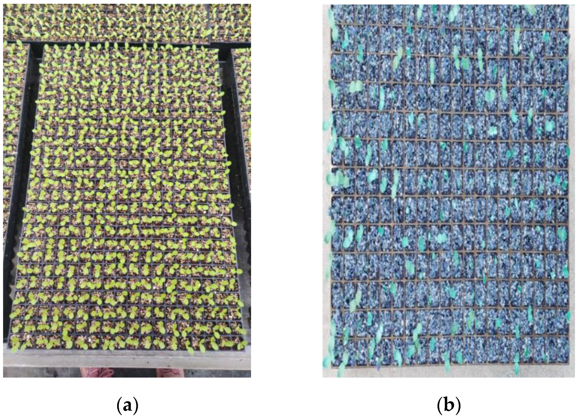 Horticulturae 09 01134 g004