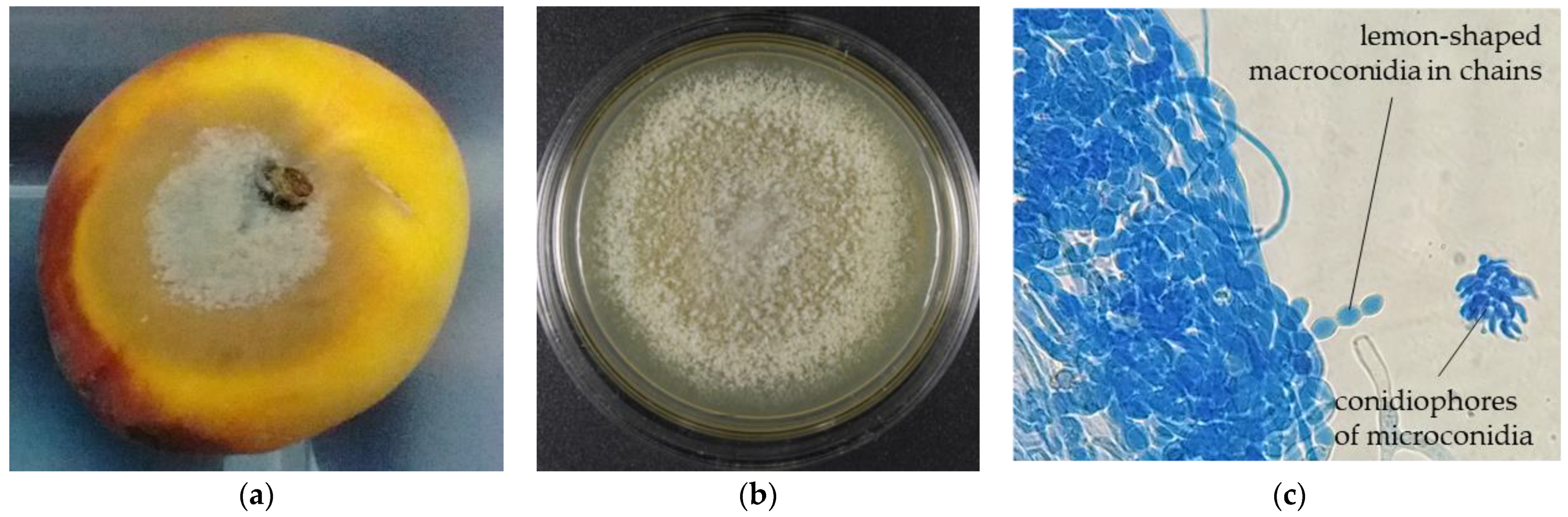 Horticulturae 09 01141 g001