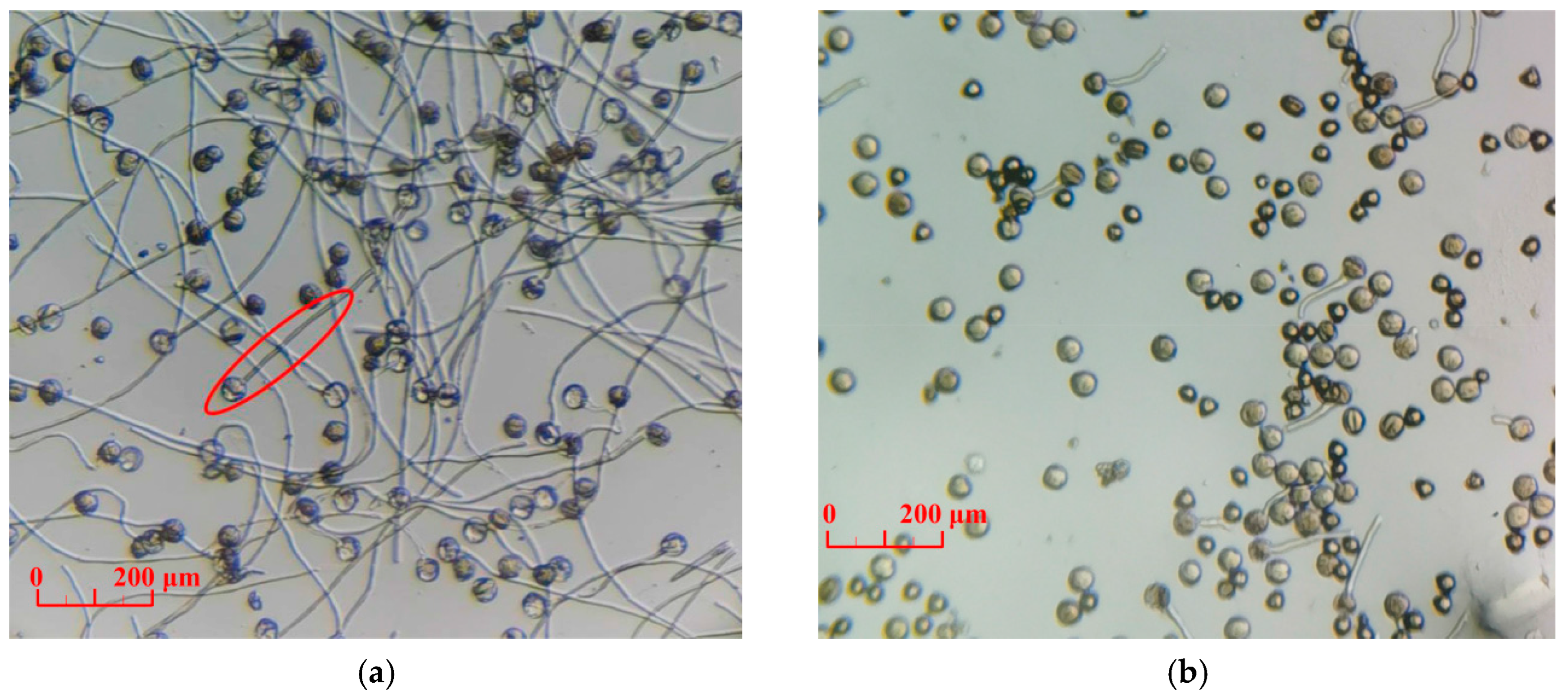 Horticulturae 09 01151 g001