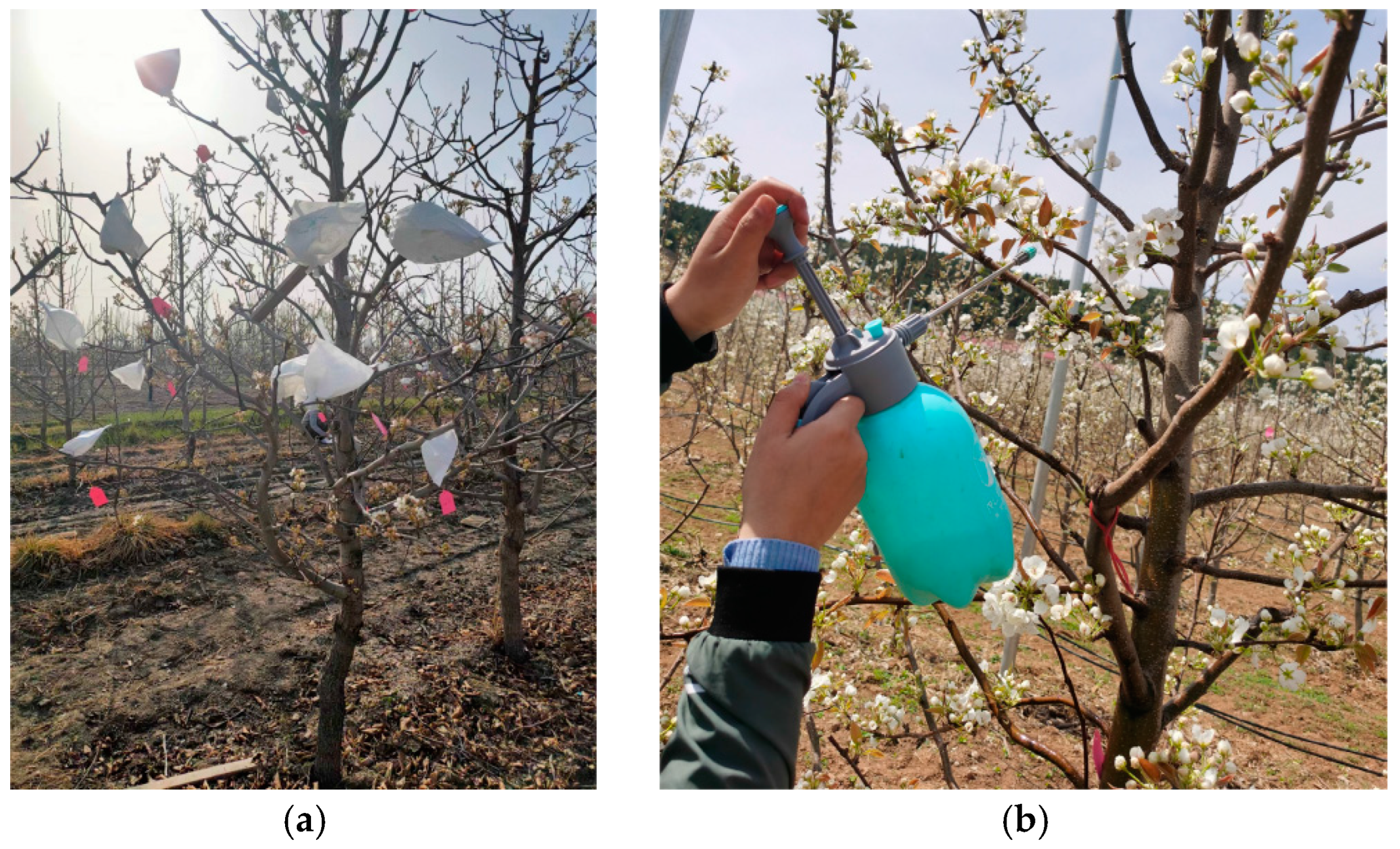 Horticulturae 09 01151 g003