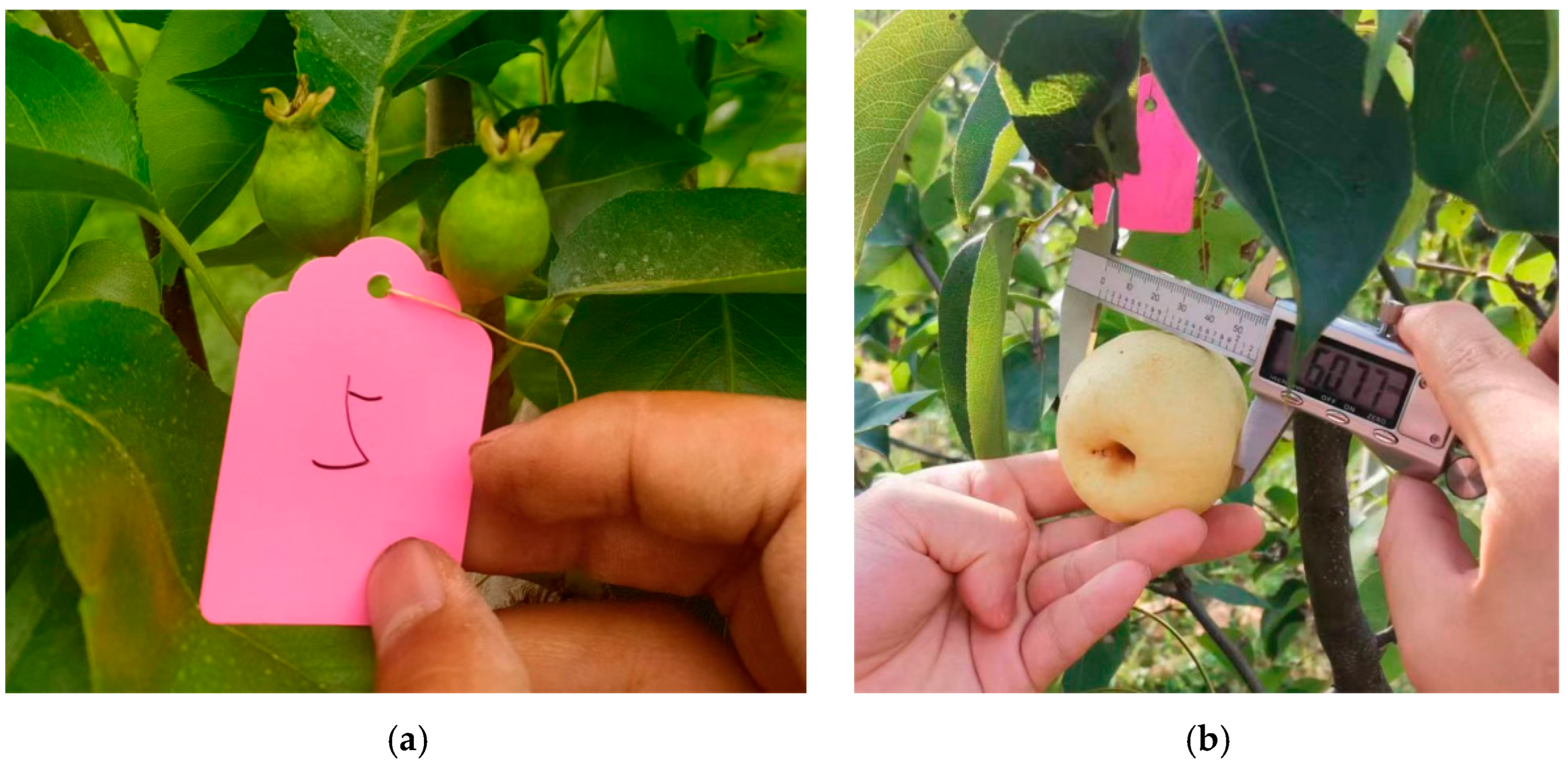 Horticulturae 09 01151 g004