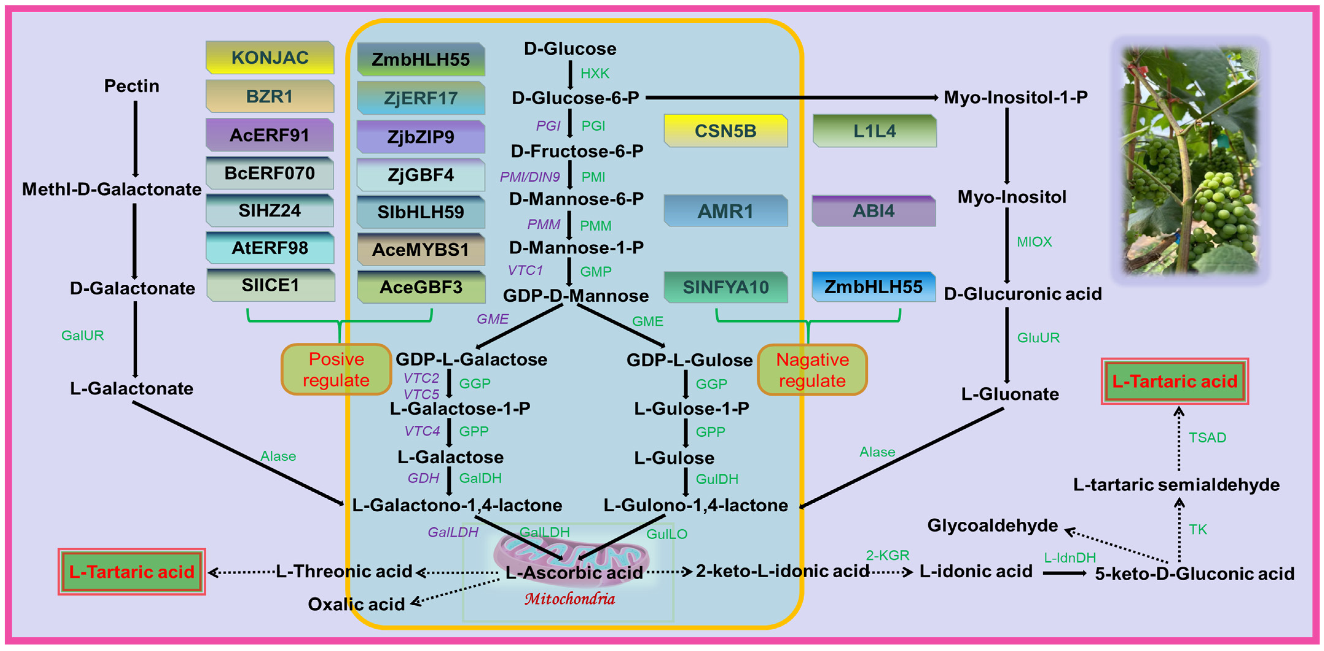 Horticulturae 09 01173 g002 Horticulturae 09 01173 g002